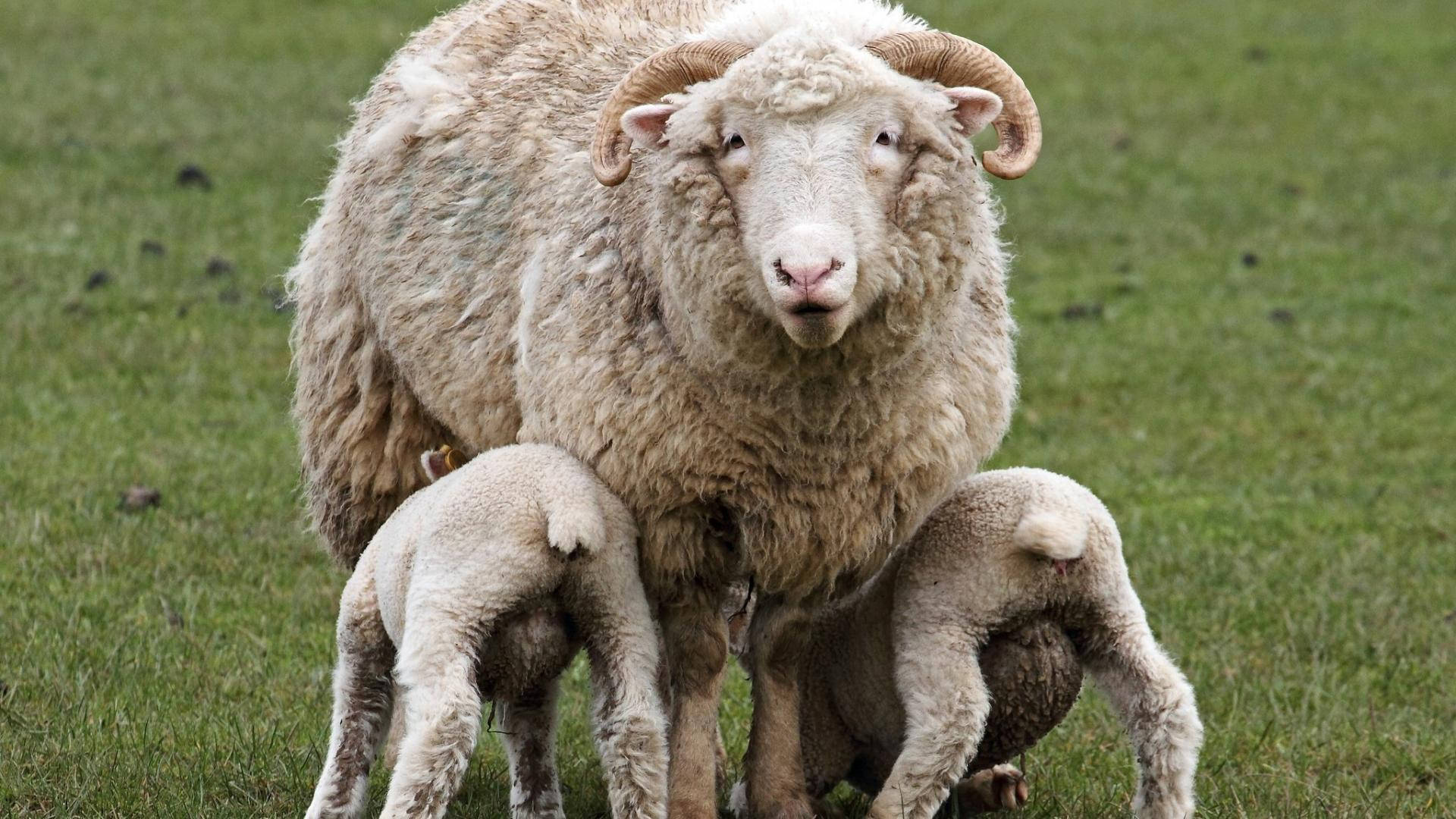 lamb, adult horned sheep, fluffy adult ram, Full HD Desktop Wallpaper