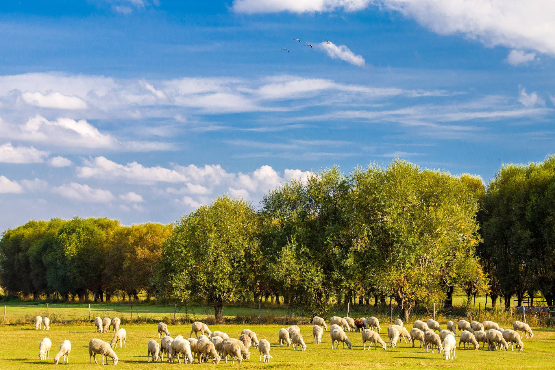 sheep, green field, vast blue sky, Full HD Desktop Wallpaper