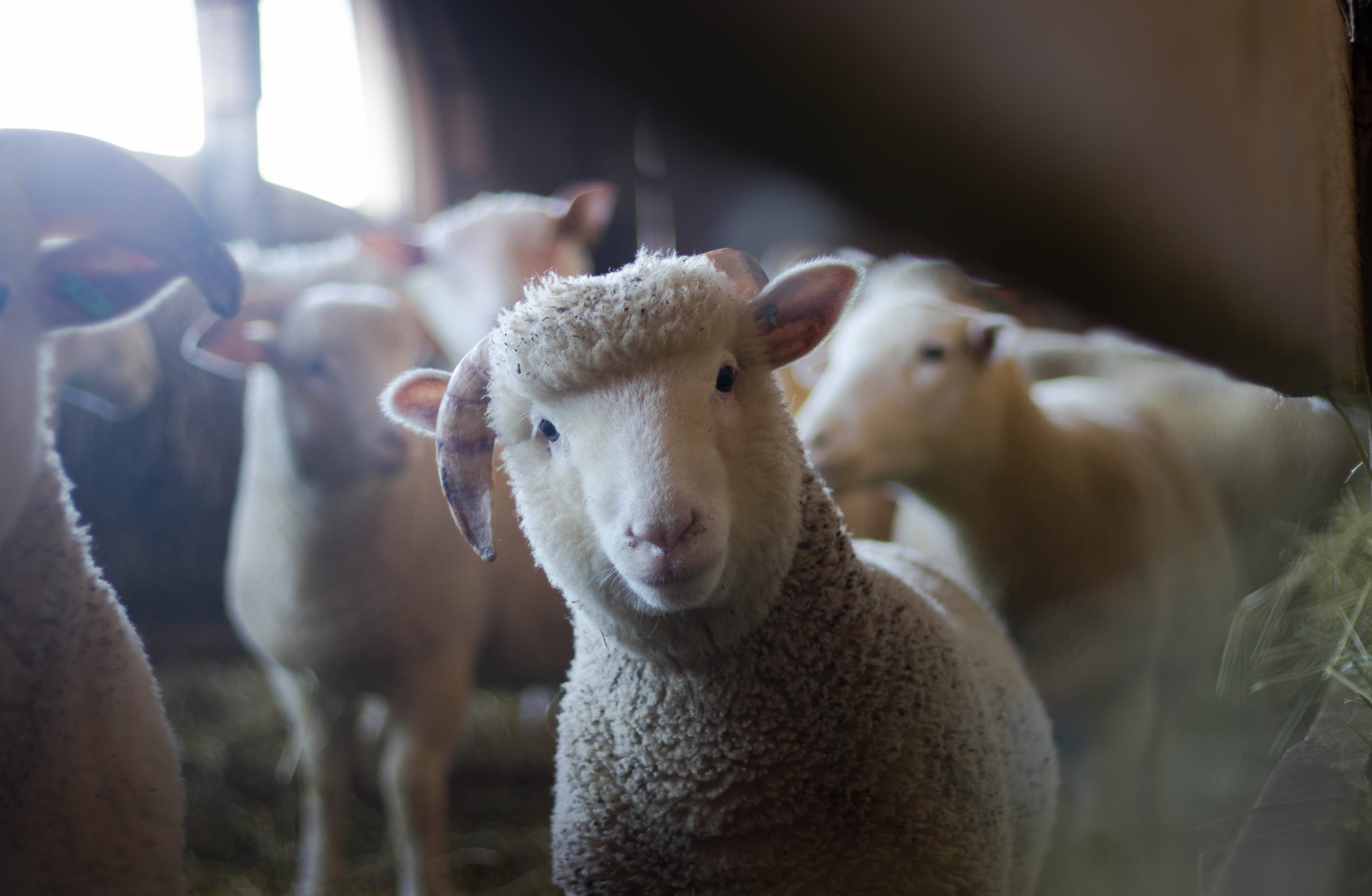 baby white sheep, fluffy wool, dimly lit barn, 5K Desktop Wallpaper