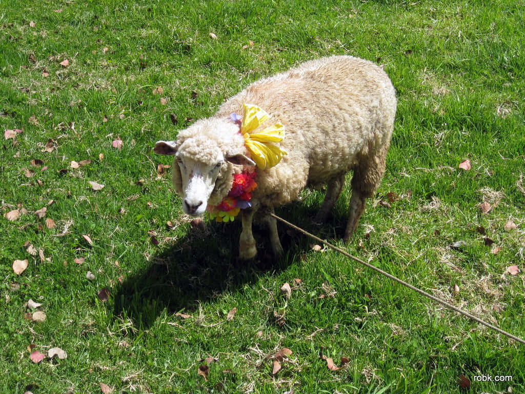 fluffy sheep, colorful lei, yellow bow, SD Desktop Wallpaper