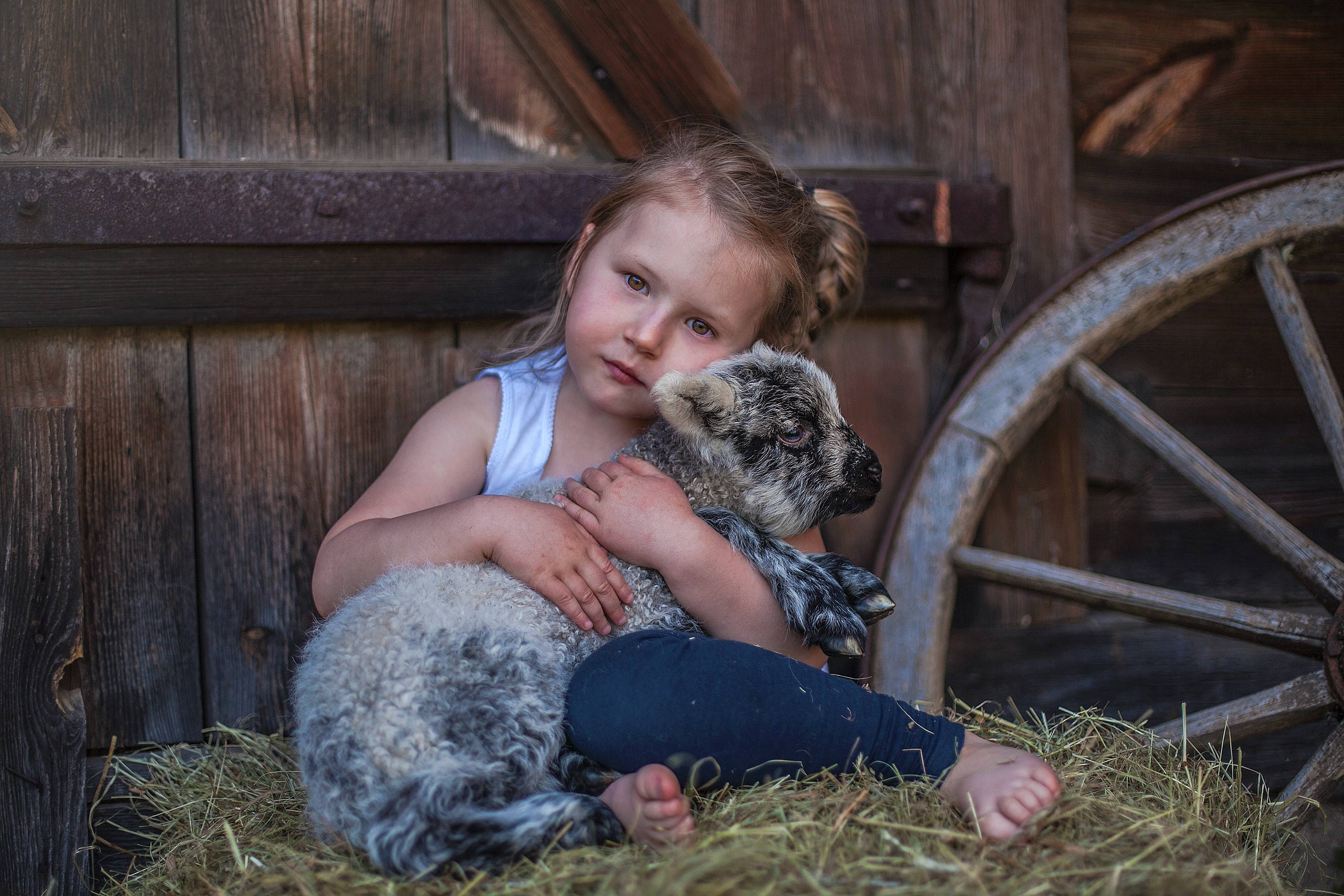 fluffy gray lamb, rustic wooden barn wall, wagon wheel, 2K Desktop Wallpaper