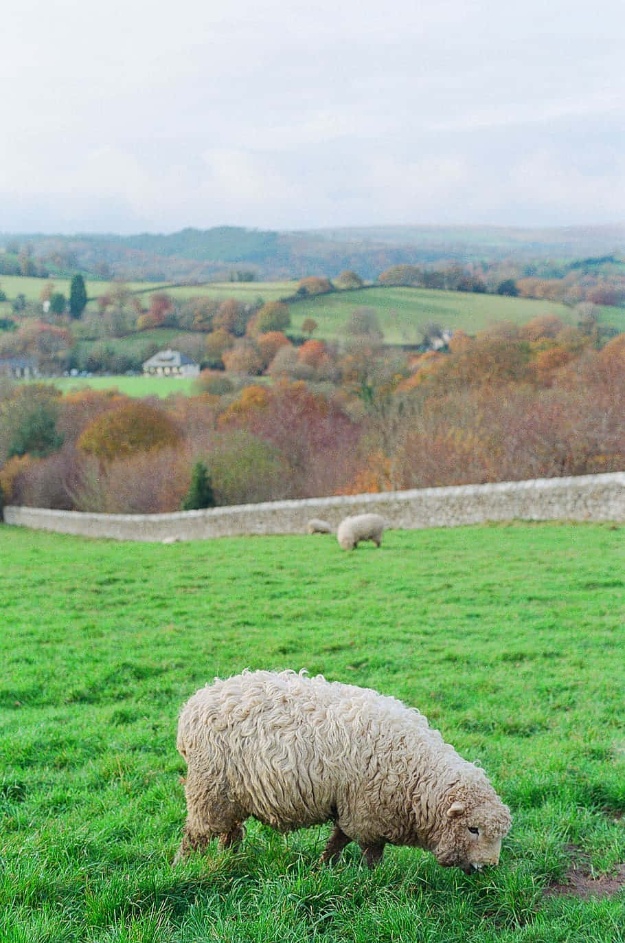 countryside, fluffy sheep, vibrant green pasture, HD Phone Wallpaper