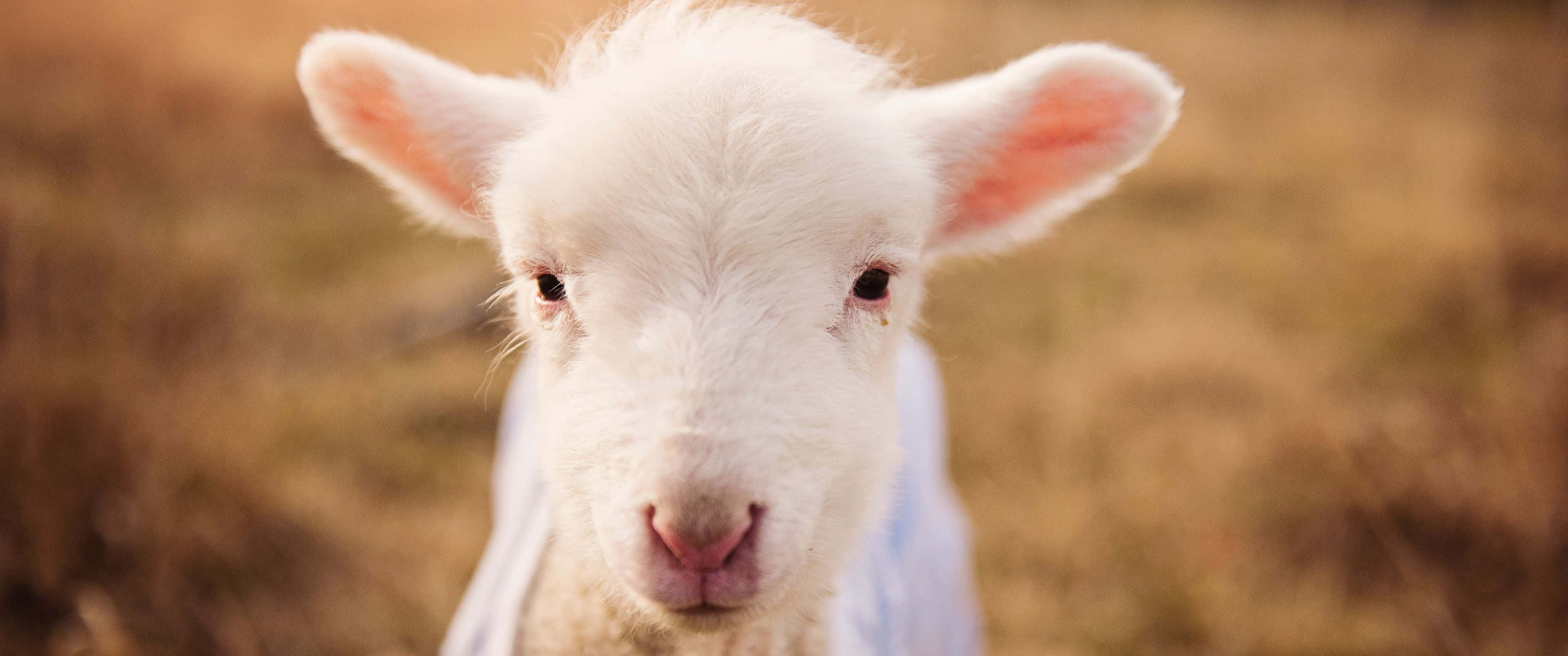 white baby sheep, pink ears, golden field, 2K Desktop Wallpaper