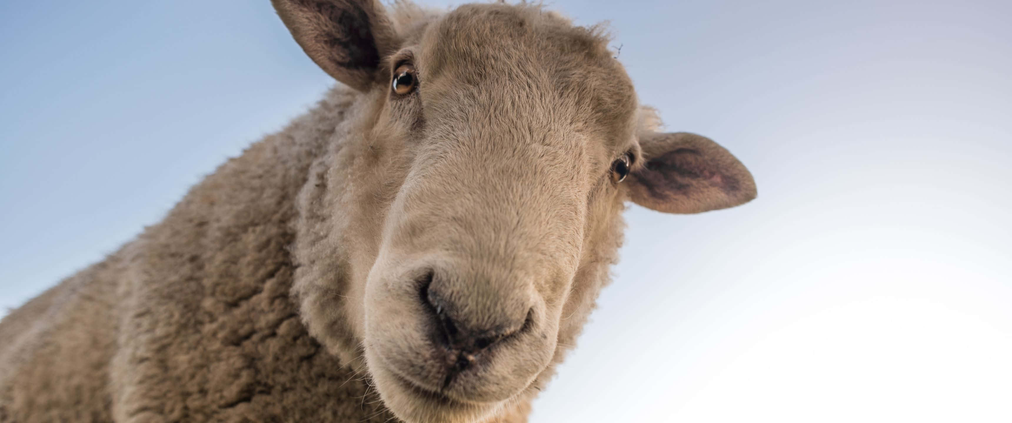 3440x1440, fluffy brown sheep, soft blue sky, 2K Desktop Wallpaper