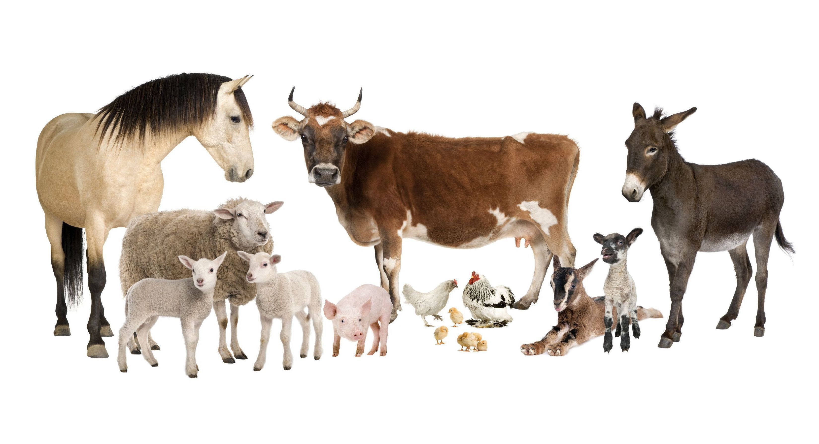 horse, cow, donkey, 2K Desktop Wallpaper