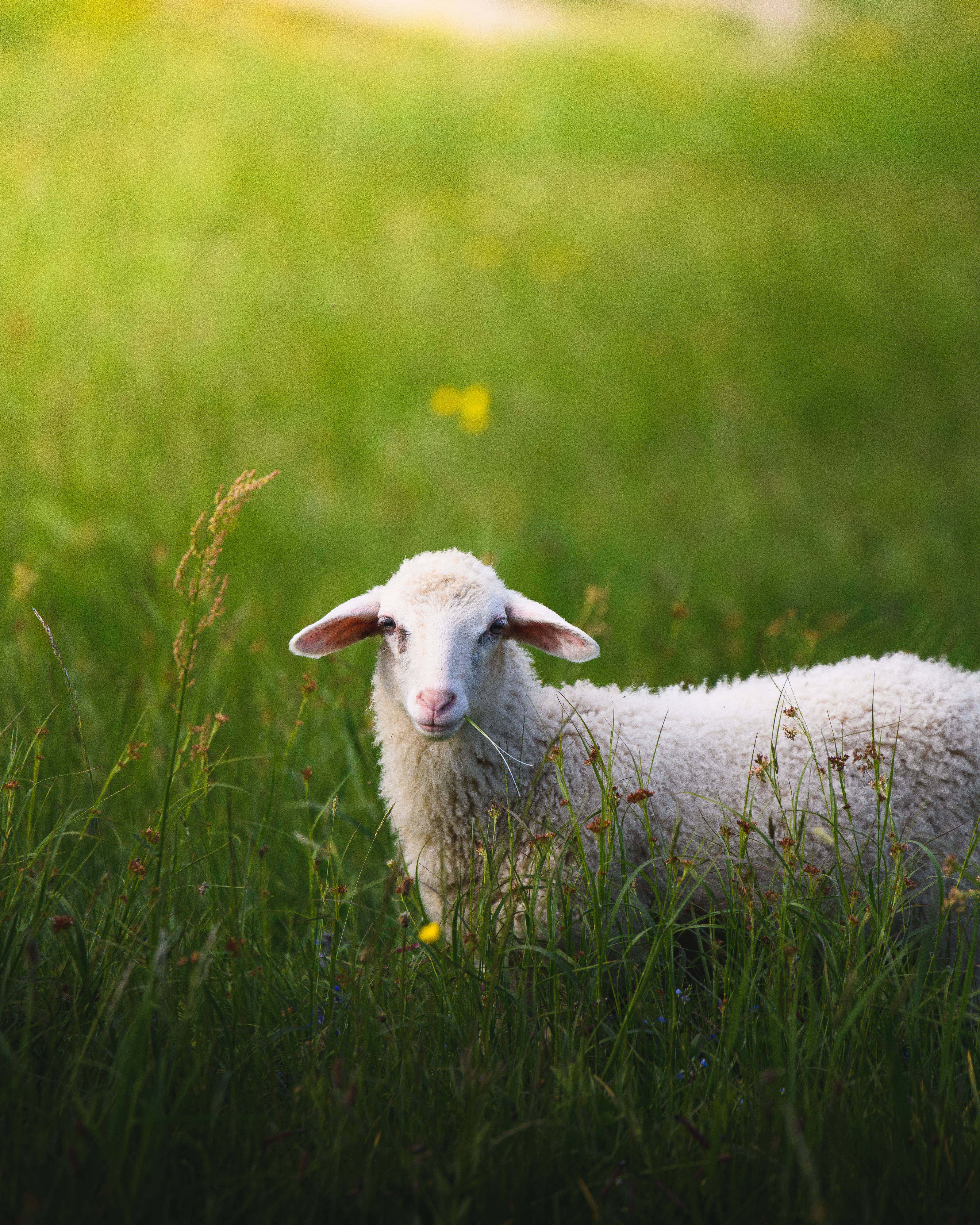 white sheep, fluffy white lamb, sunlit meadow, 5K Phone Wallpaper
