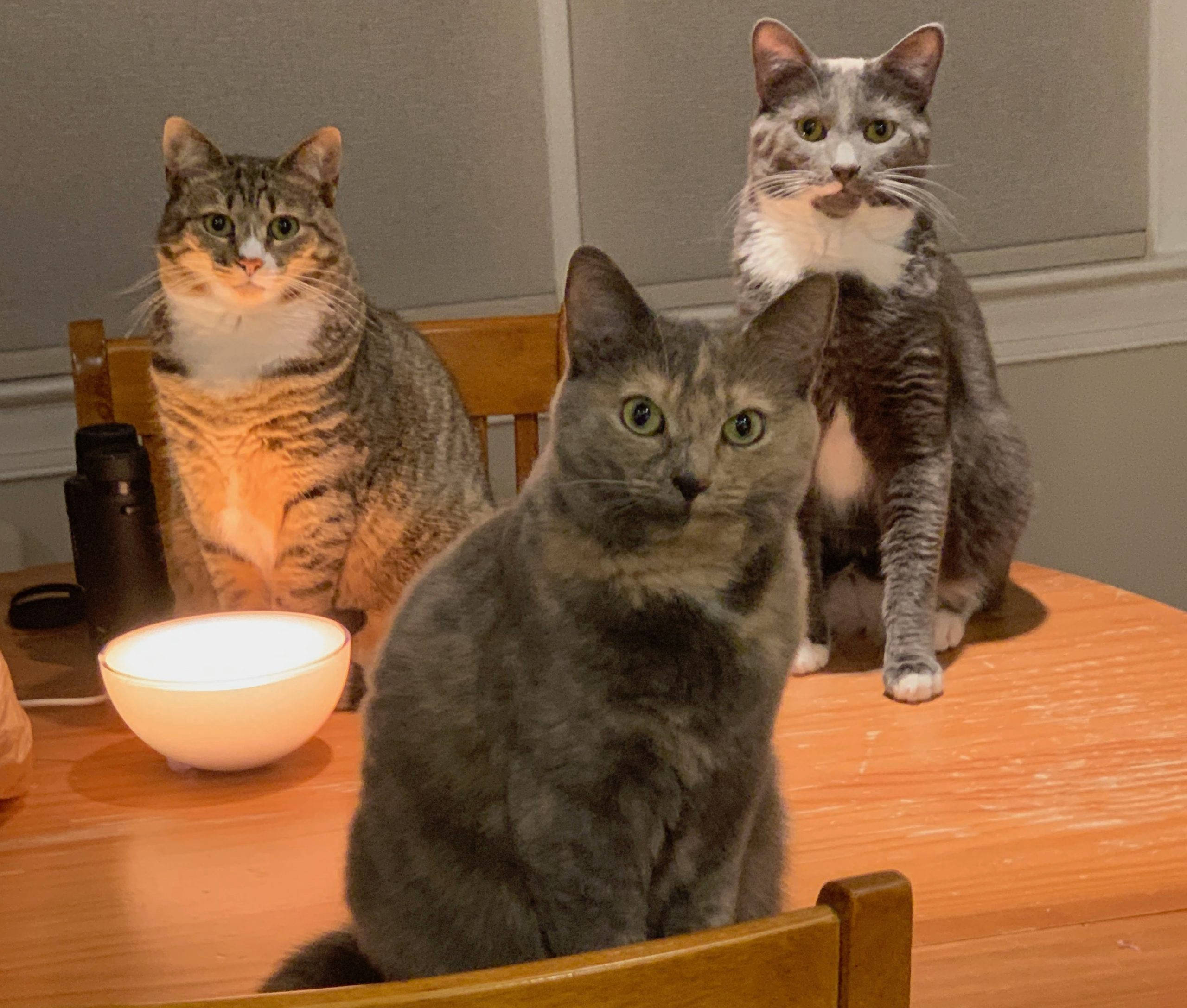 cats, wooden table, green eyes, 2K Desktop Wallpaper