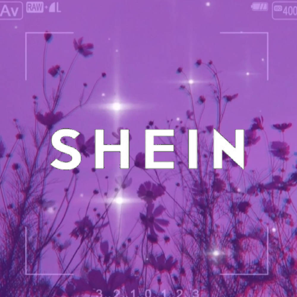 SHEIN, purple cosmos flowers, starburst lights, SD Desktop Wallpaper