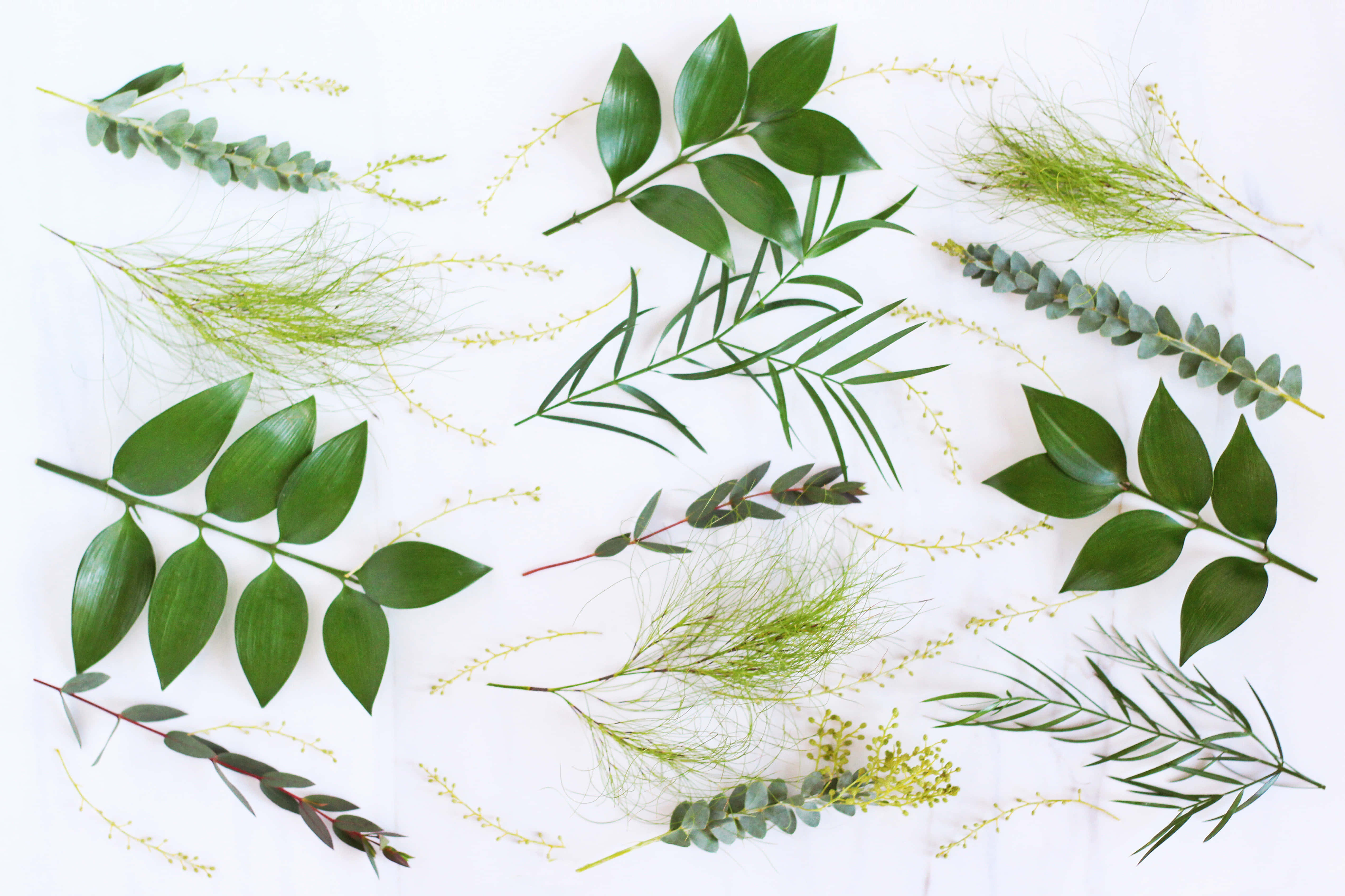 Modern Desktop, fresh green foliage, delicate feathery stems, 4K Desktop Wallpaper