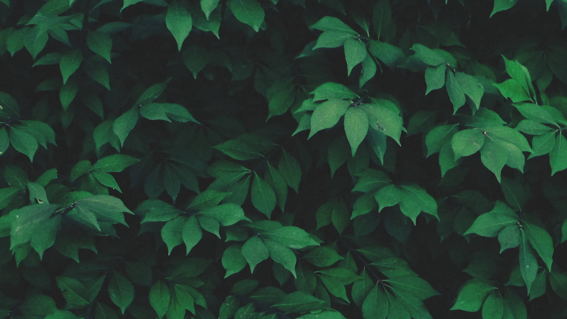Dark Leaves, Full Screen Desktop, lush green leaves, Full HD Desktop Wallpaper