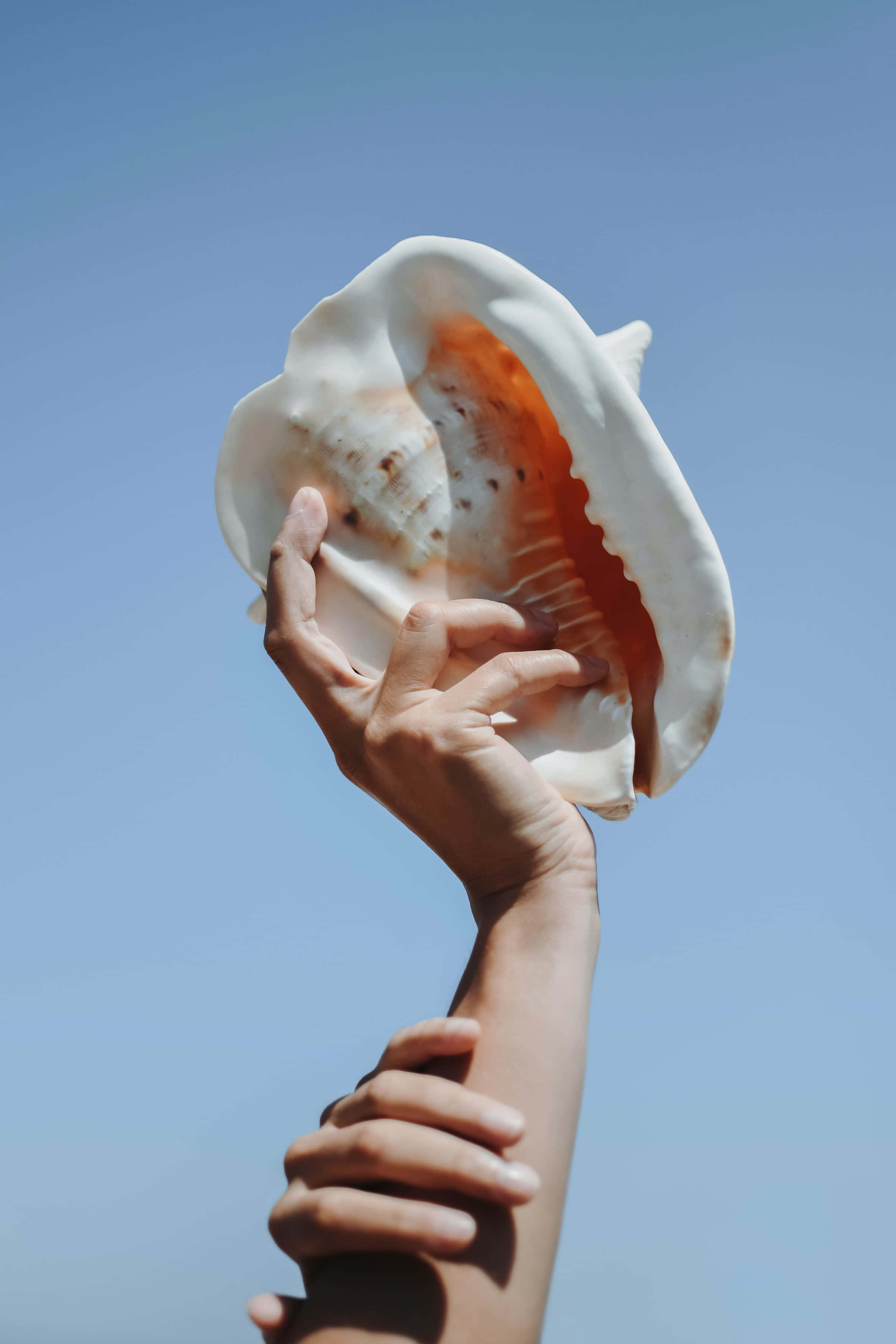 huge seashell, white seashell, orange interior, 2K Phone Wallpaper