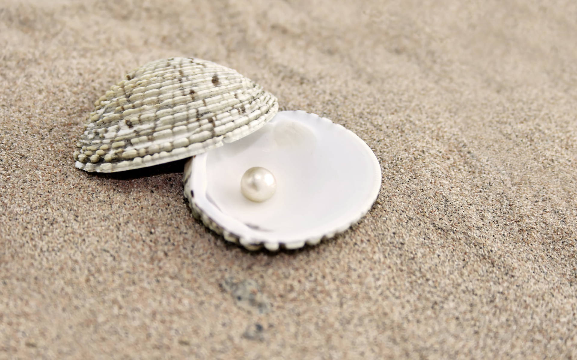 white pearl, shell, fine textured sand, Full HD Desktop Wallpaper