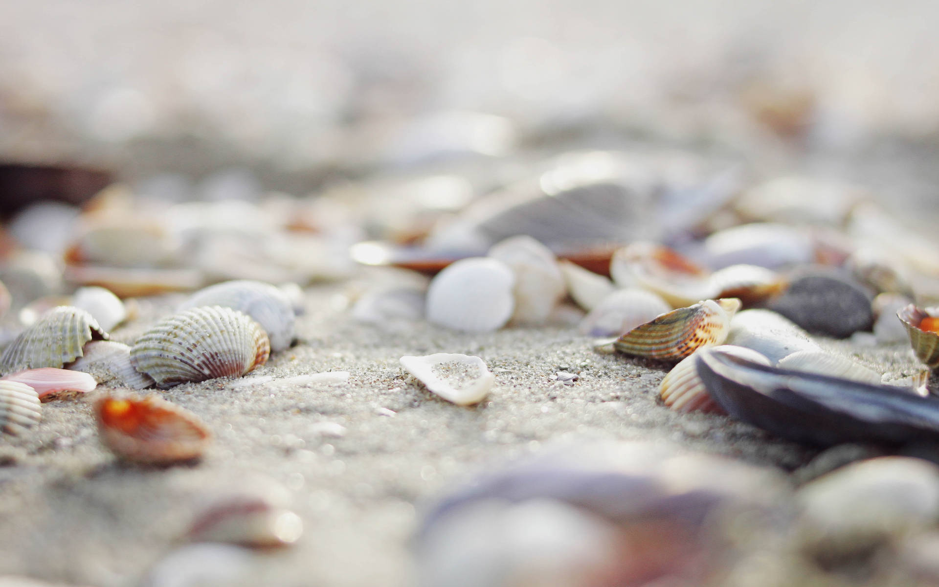 shells, beach, sand, Full HD Desktop Wallpaper