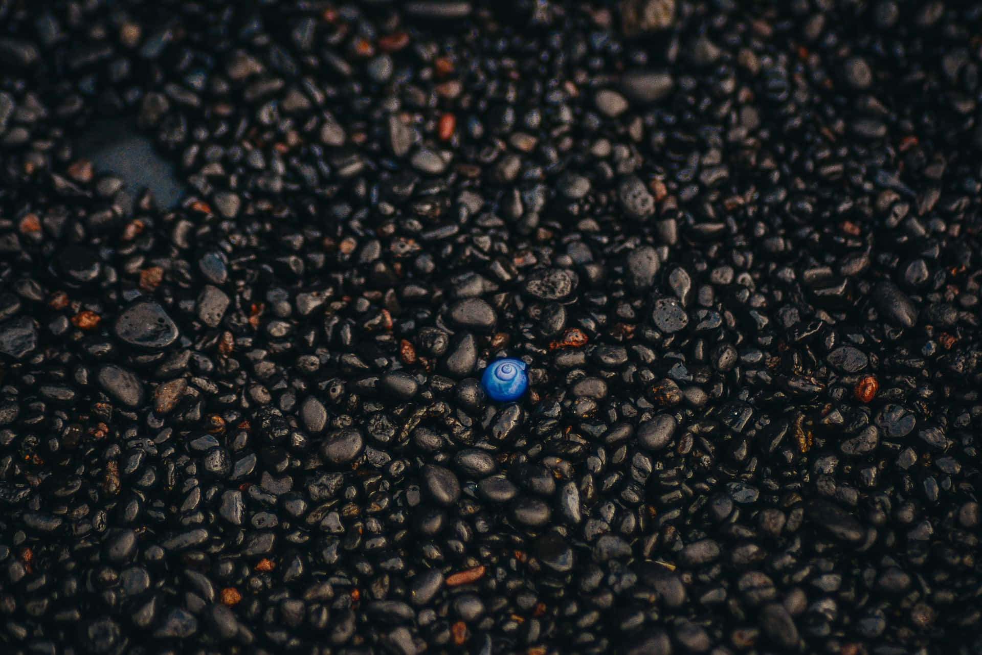 blue shell, rocky area, dark wet pebbles, Full HD Desktop Wallpaper