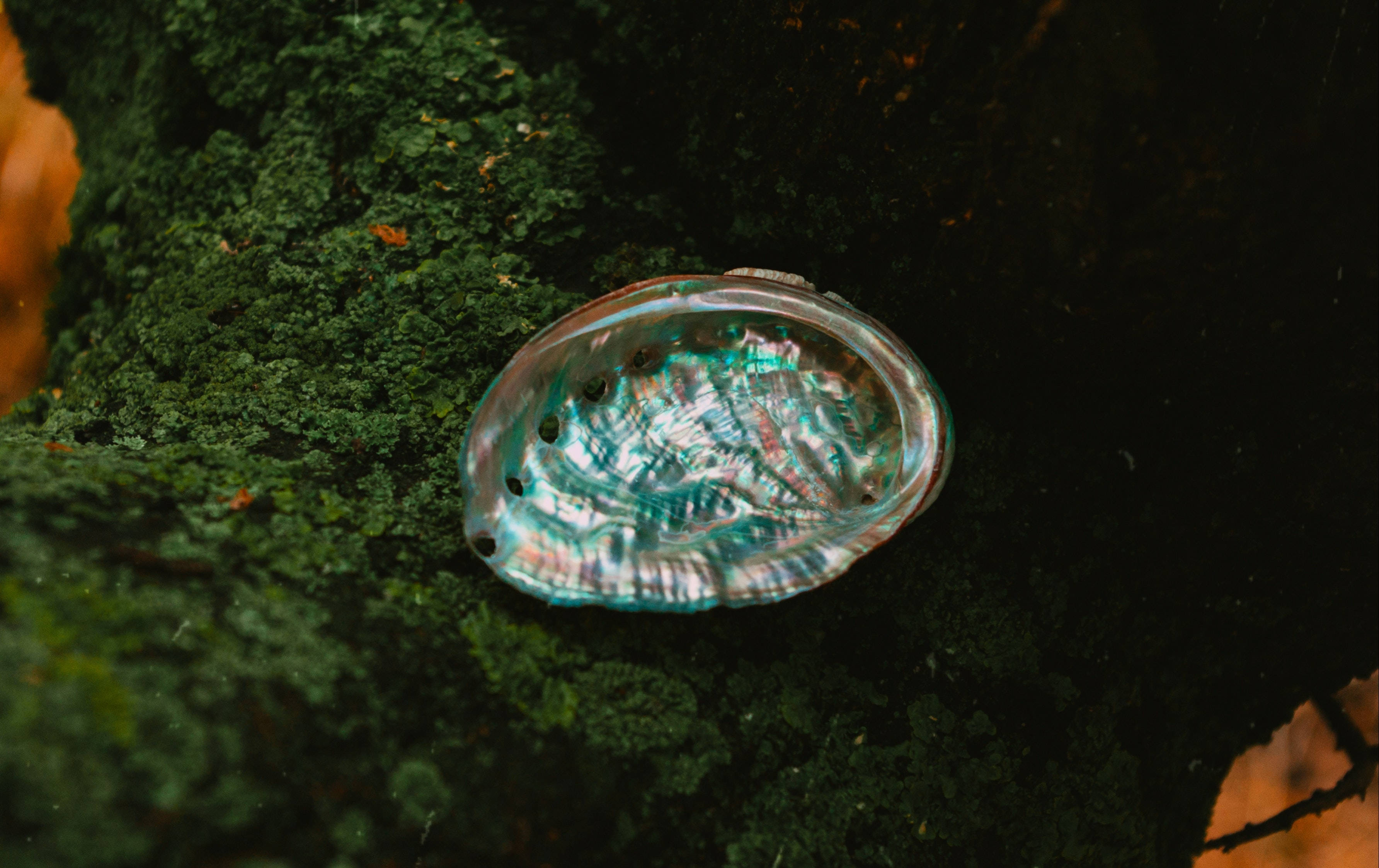 abalone shell, mossy stone, turquoise, 2K Desktop Wallpaper