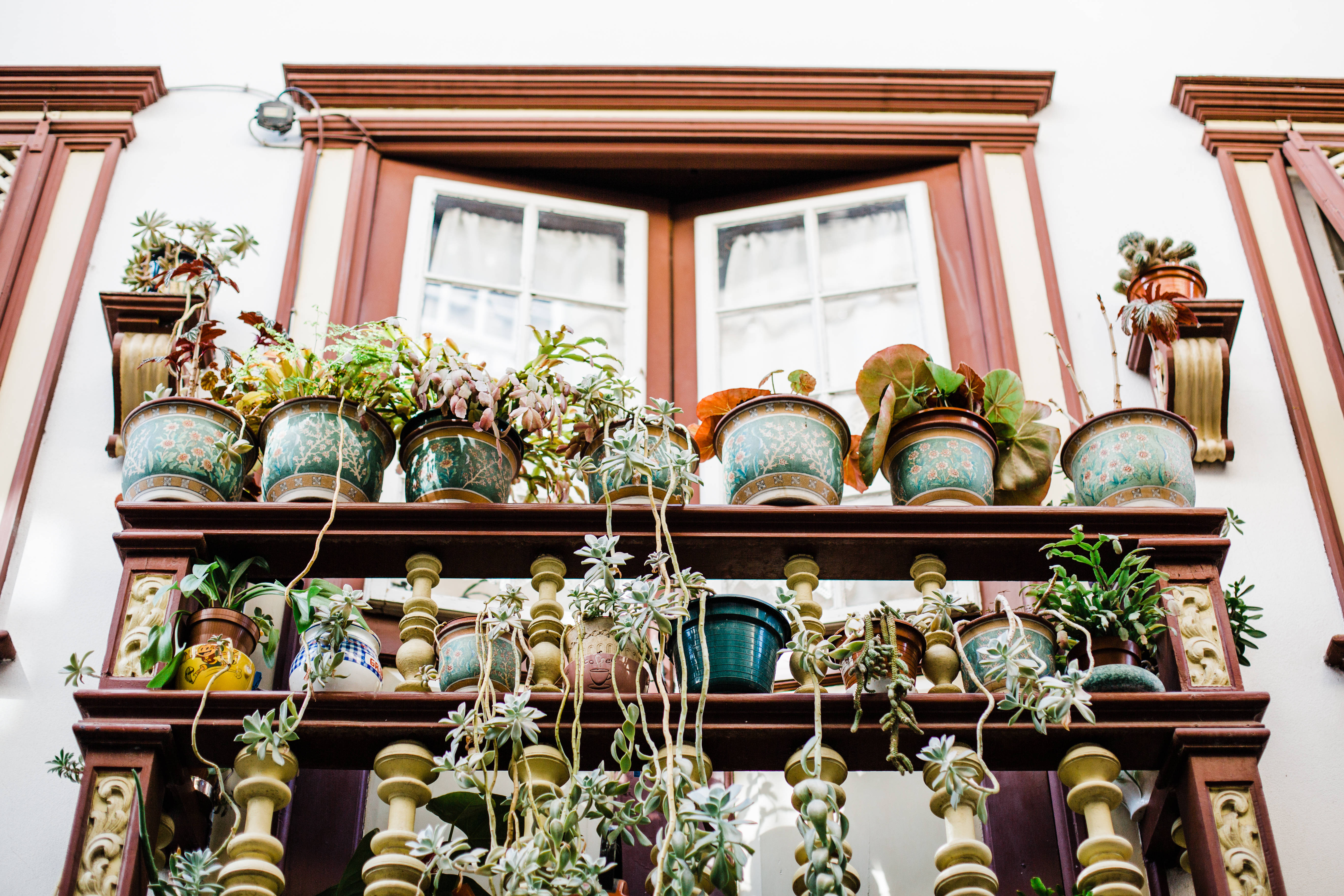 plants, shelves, ornate ceramic pots, 5K Desktop Wallpaper