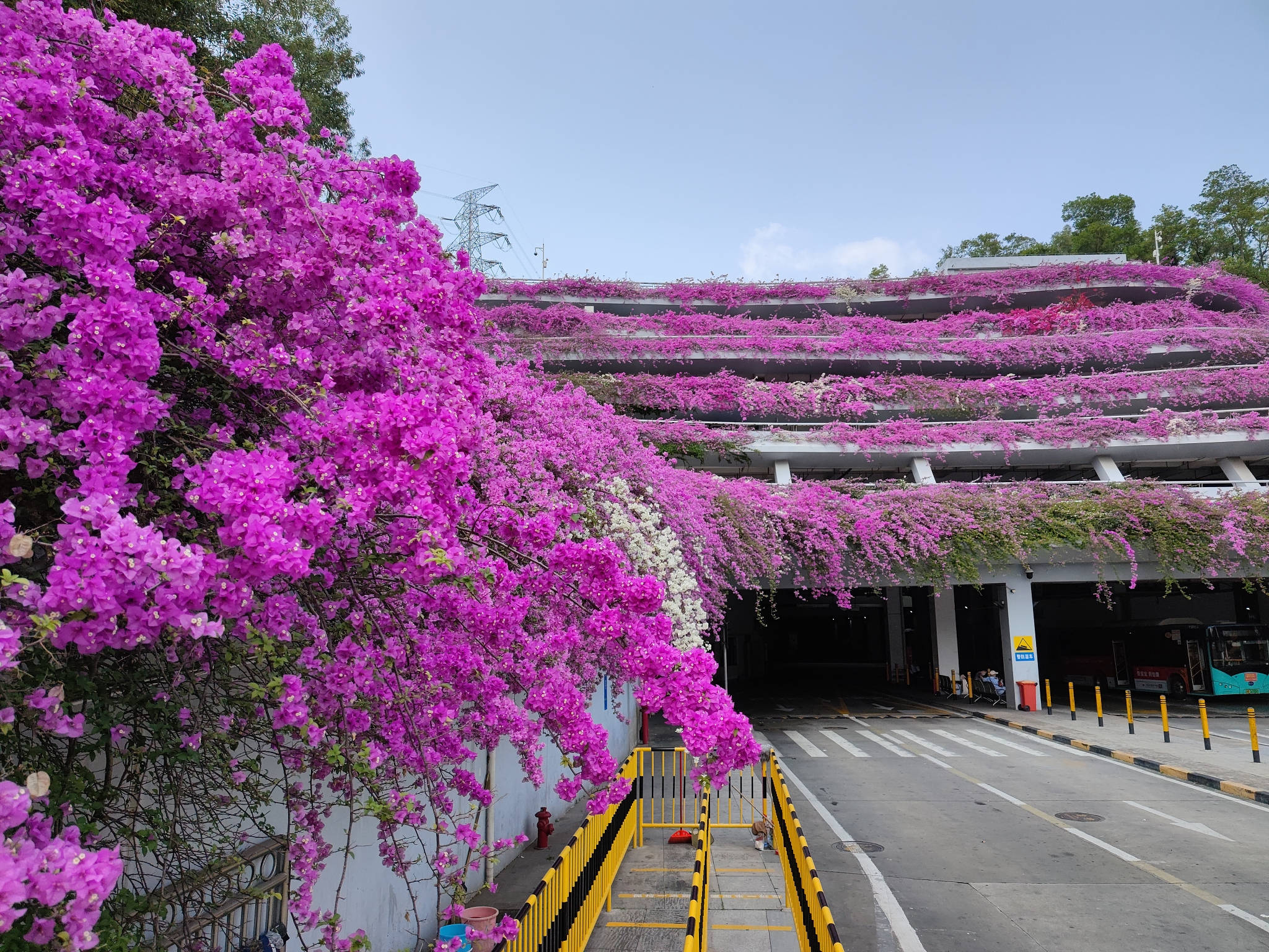 Shenzhen, floral parking lot, vibrant purple bougainvillea, Full HD Desktop Wallpaper