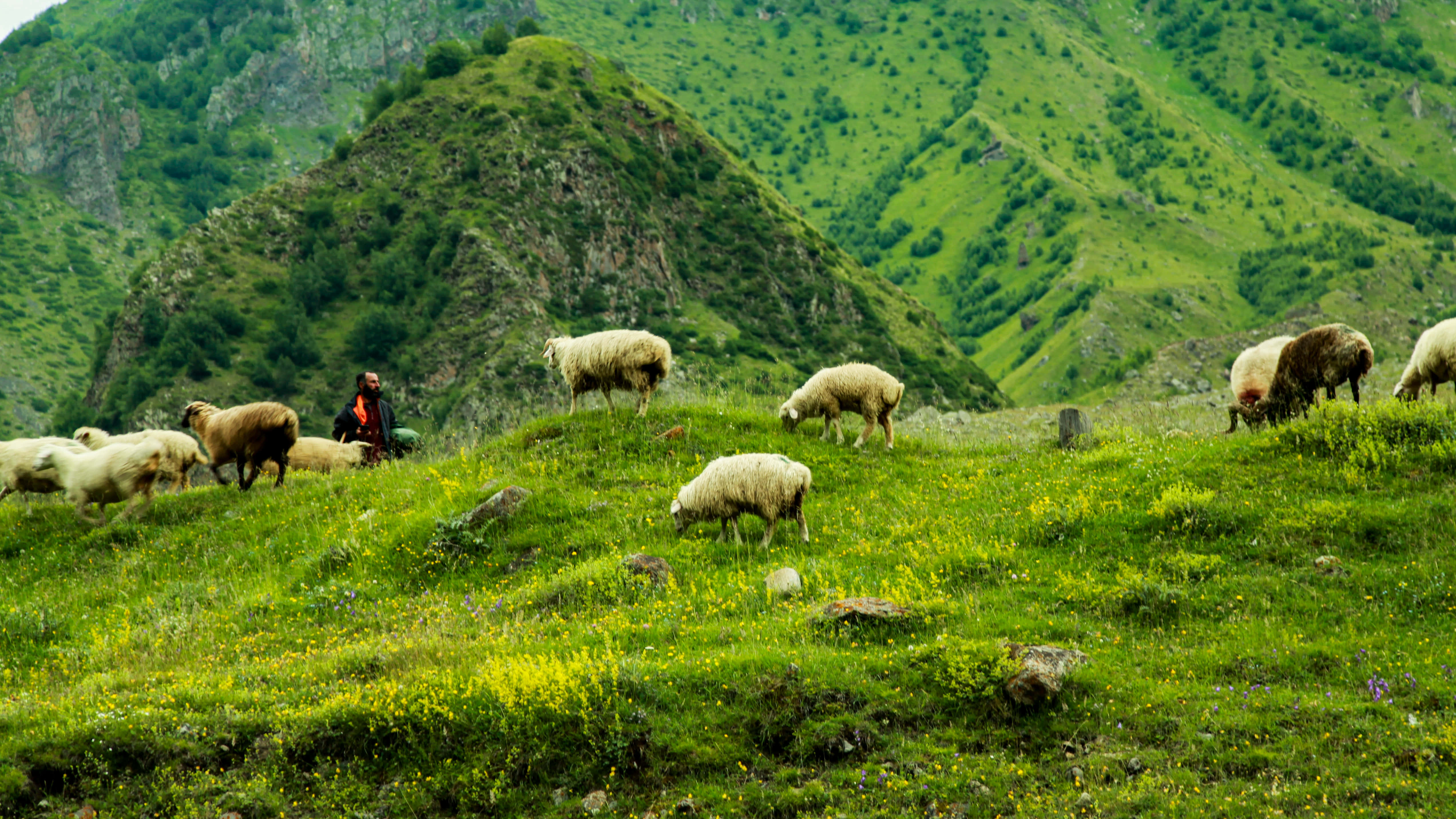shepherd, red, vibrant green hillside, 4K Desktop Wallpaper