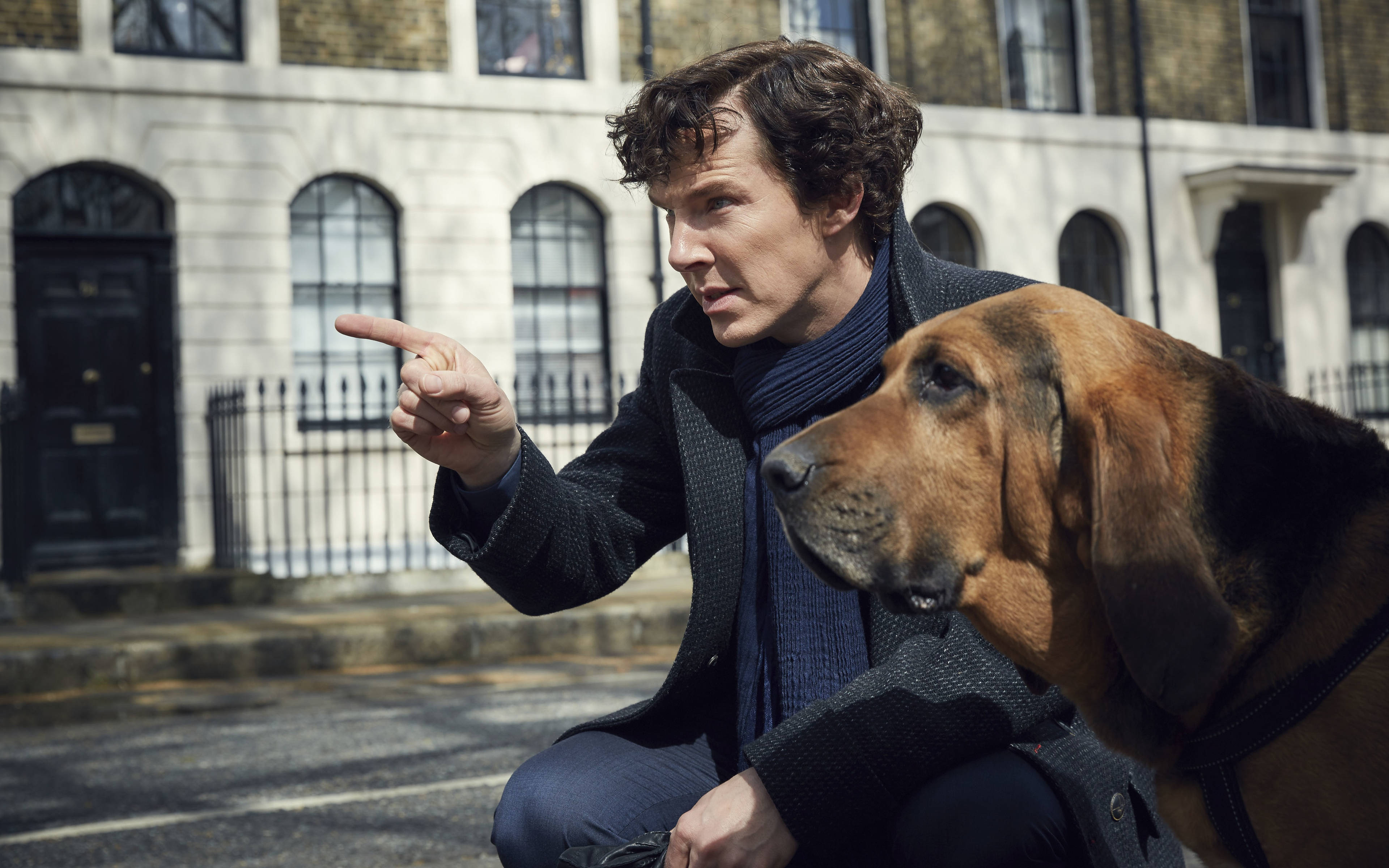 Sherlock, bloodhound, coat, 4K Desktop Wallpaper
