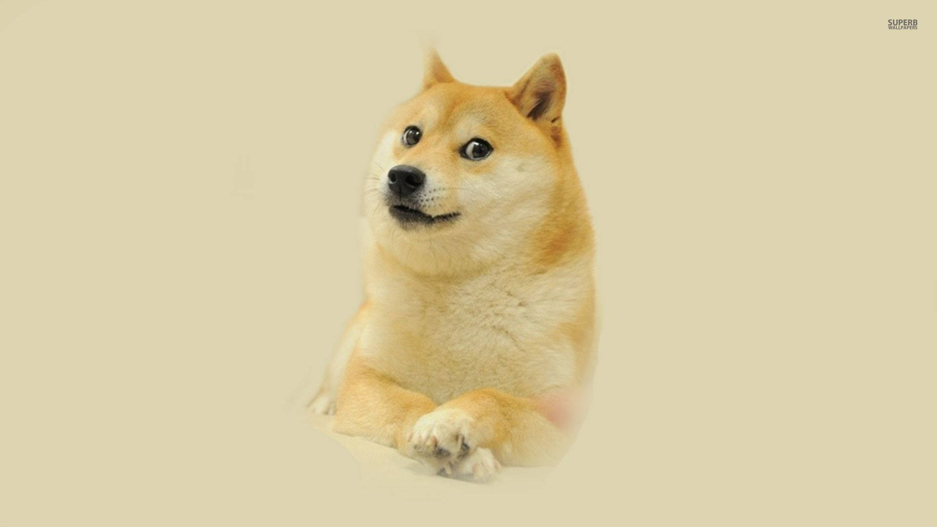 Shiba Inu, curious expression, soft beige background, Full HD Desktop Wallpaper