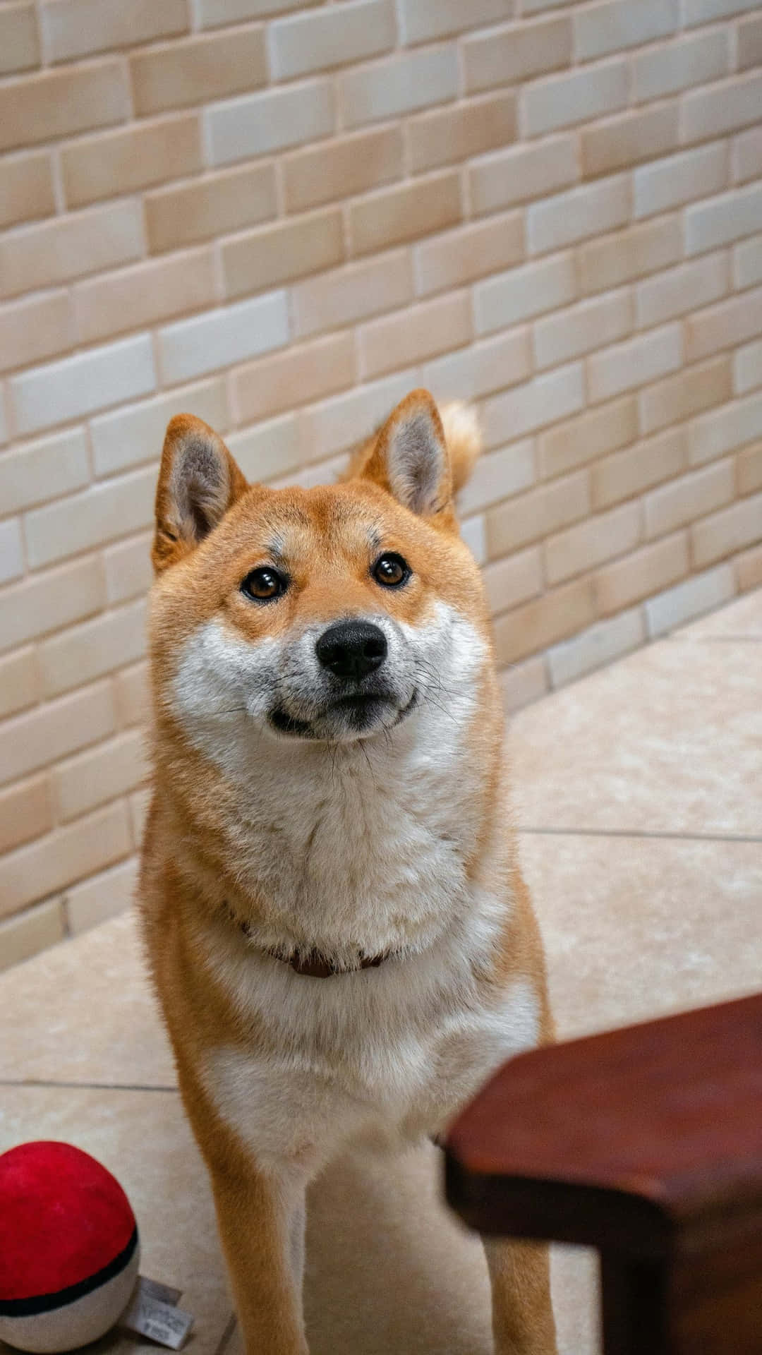 Shiba Inu, tan and white fur, red and white ball, Full HD Phone Wallpaper