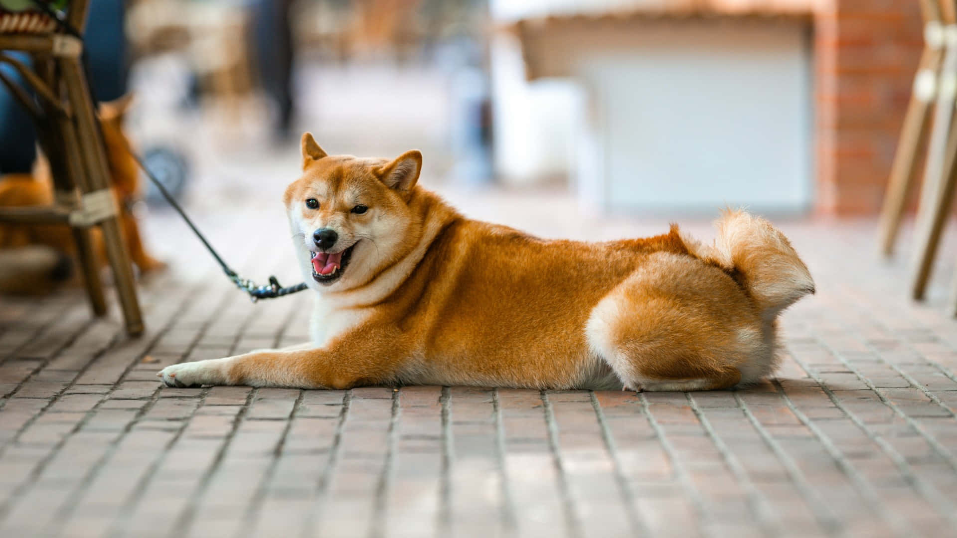 Shiba Inu, orange fur, brick patio, Full HD Desktop Wallpaper