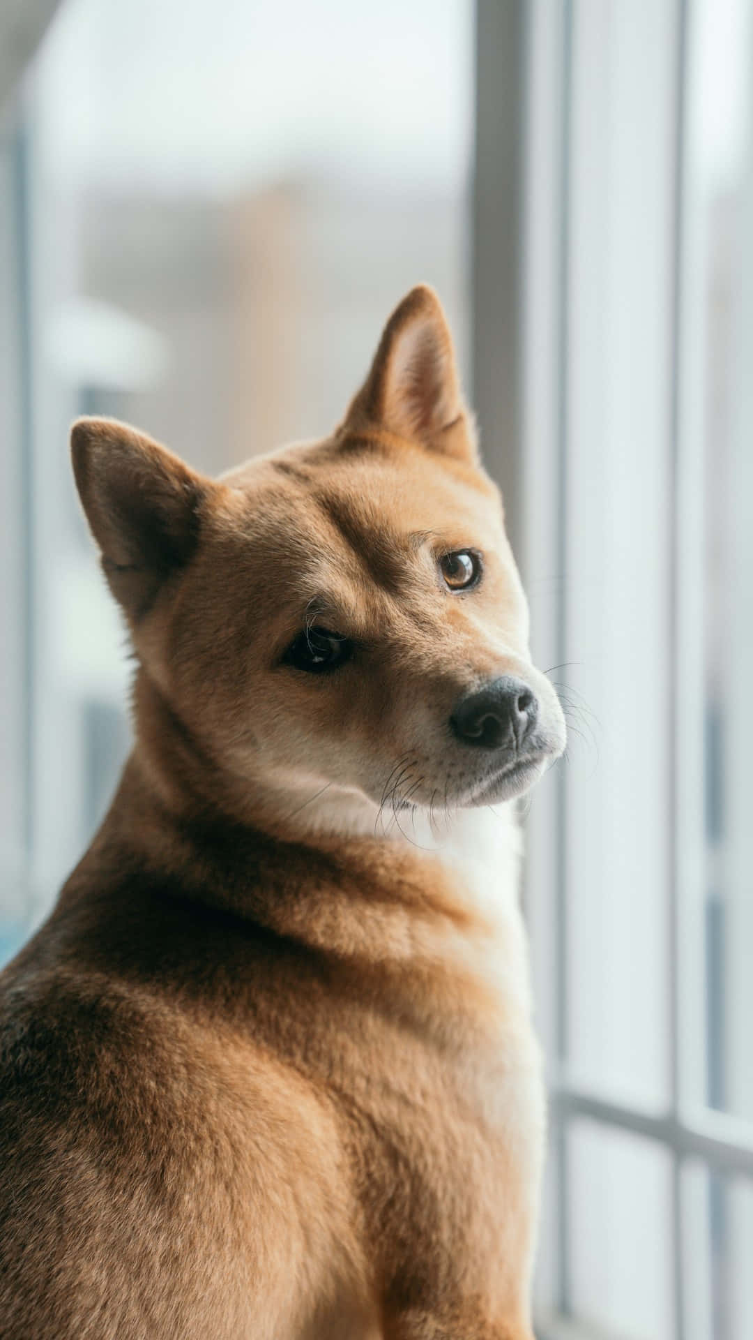 Shiba Inu, tan, perked ears, Full HD Phone Wallpaper