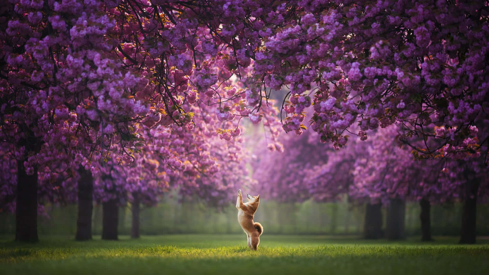 Shiba Inu, cherry blossom park, purple cherry blossoms, Full HD Desktop Wallpaper