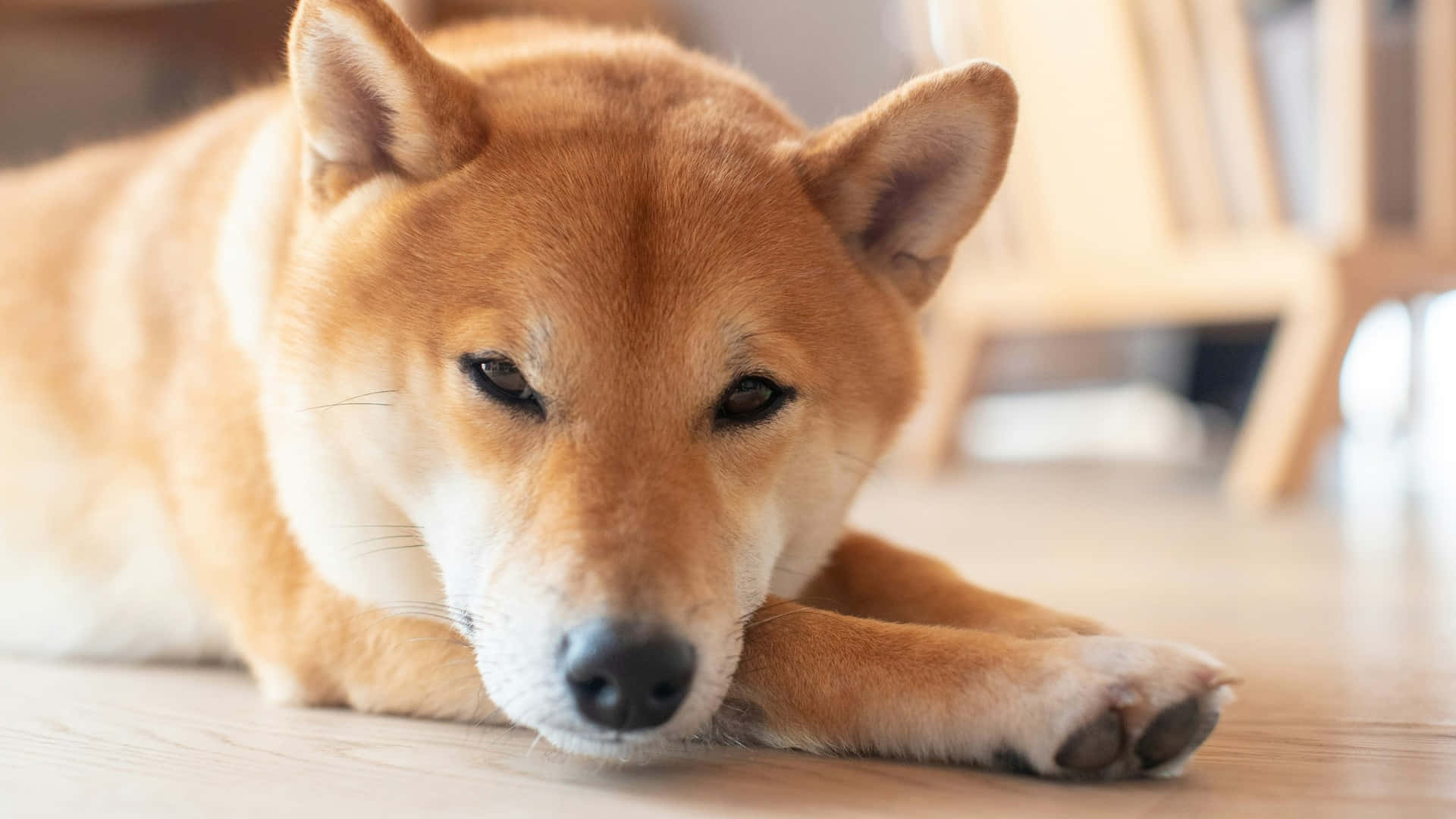 Shiba Inu, tan and white fur, light wooden floor, Full HD Desktop Wallpaper