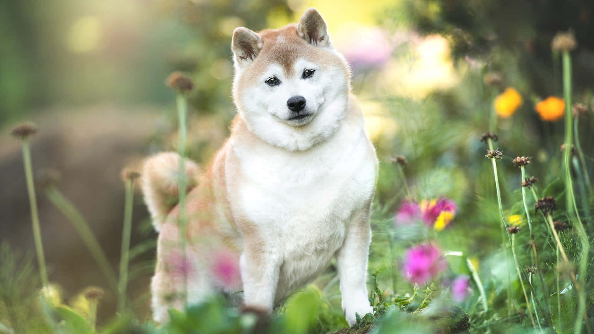 Shiba Inu, flower garden, sunlit meadow, Full HD Desktop Wallpaper