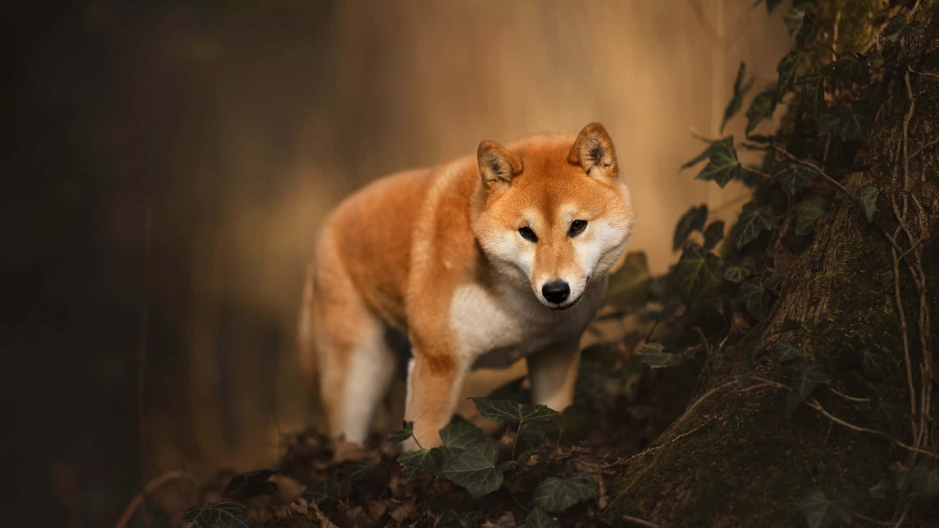 Shiba Inu, forest path, mossy, Full HD Desktop Wallpaper