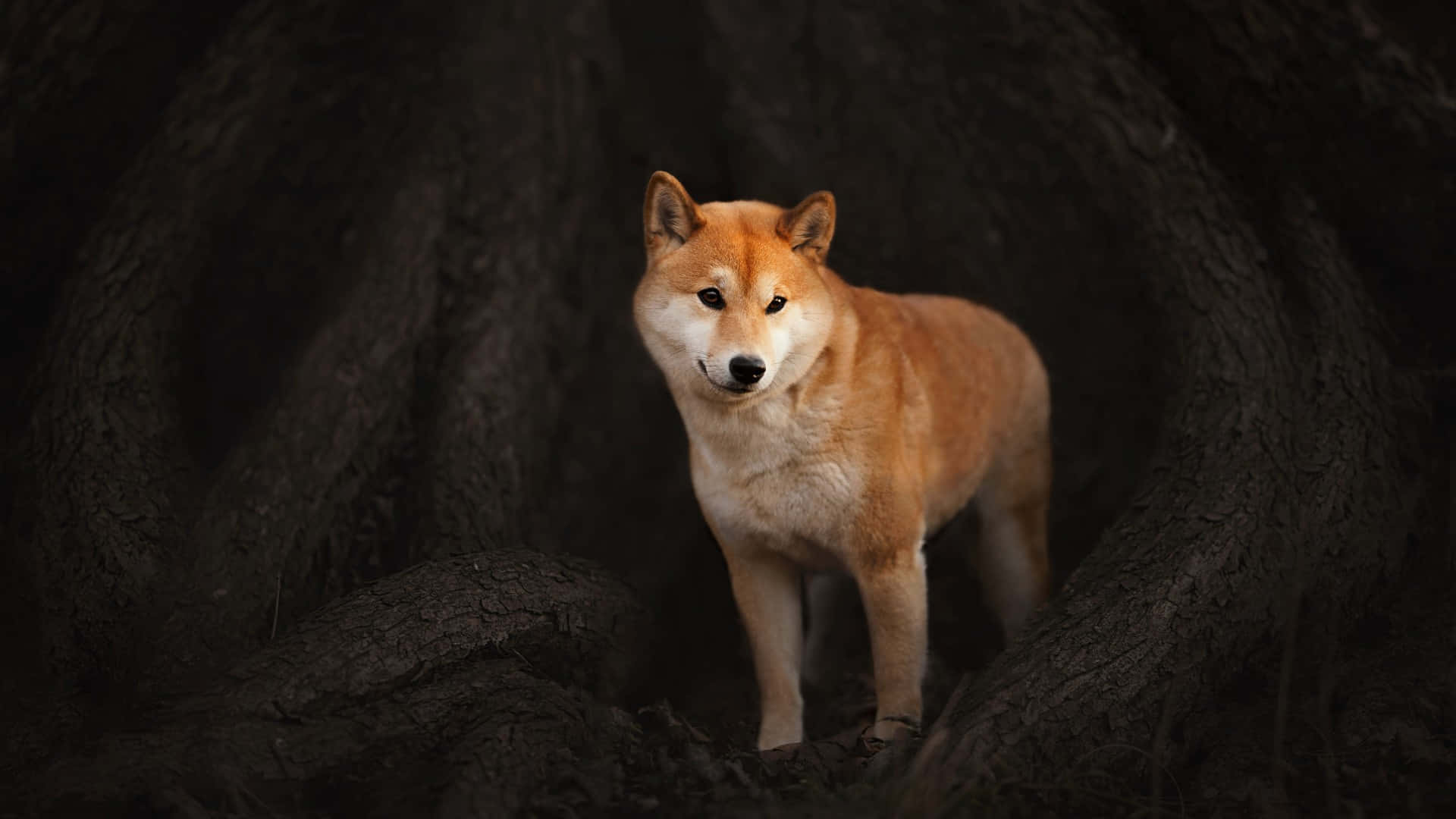 Shiba Inu, dark twisted tree roots, warm golden fur, Full HD Desktop Wallpaper