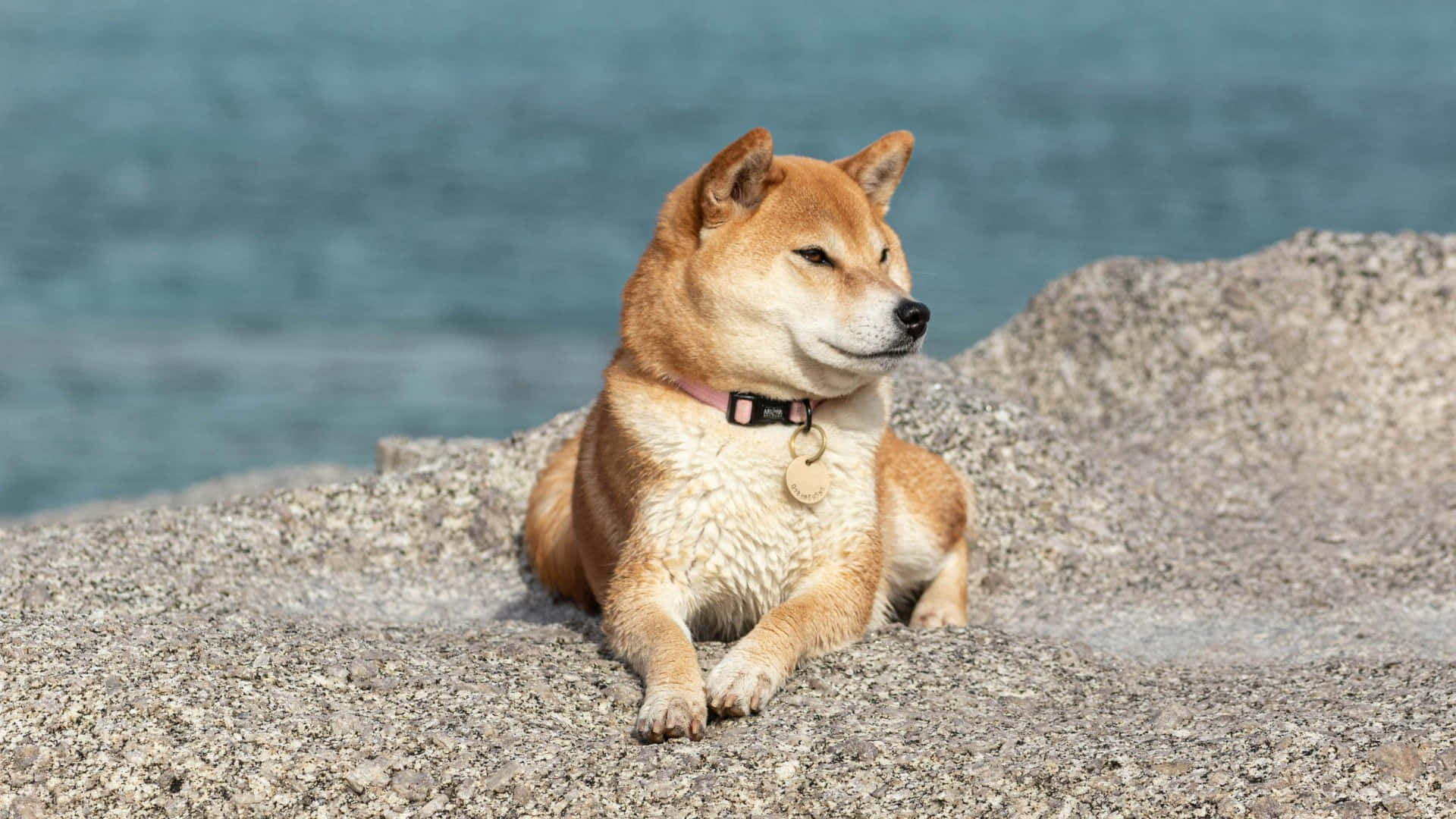 Shiba Inu, pink collar, sunlit rocky shore, Full HD Desktop Wallpaper