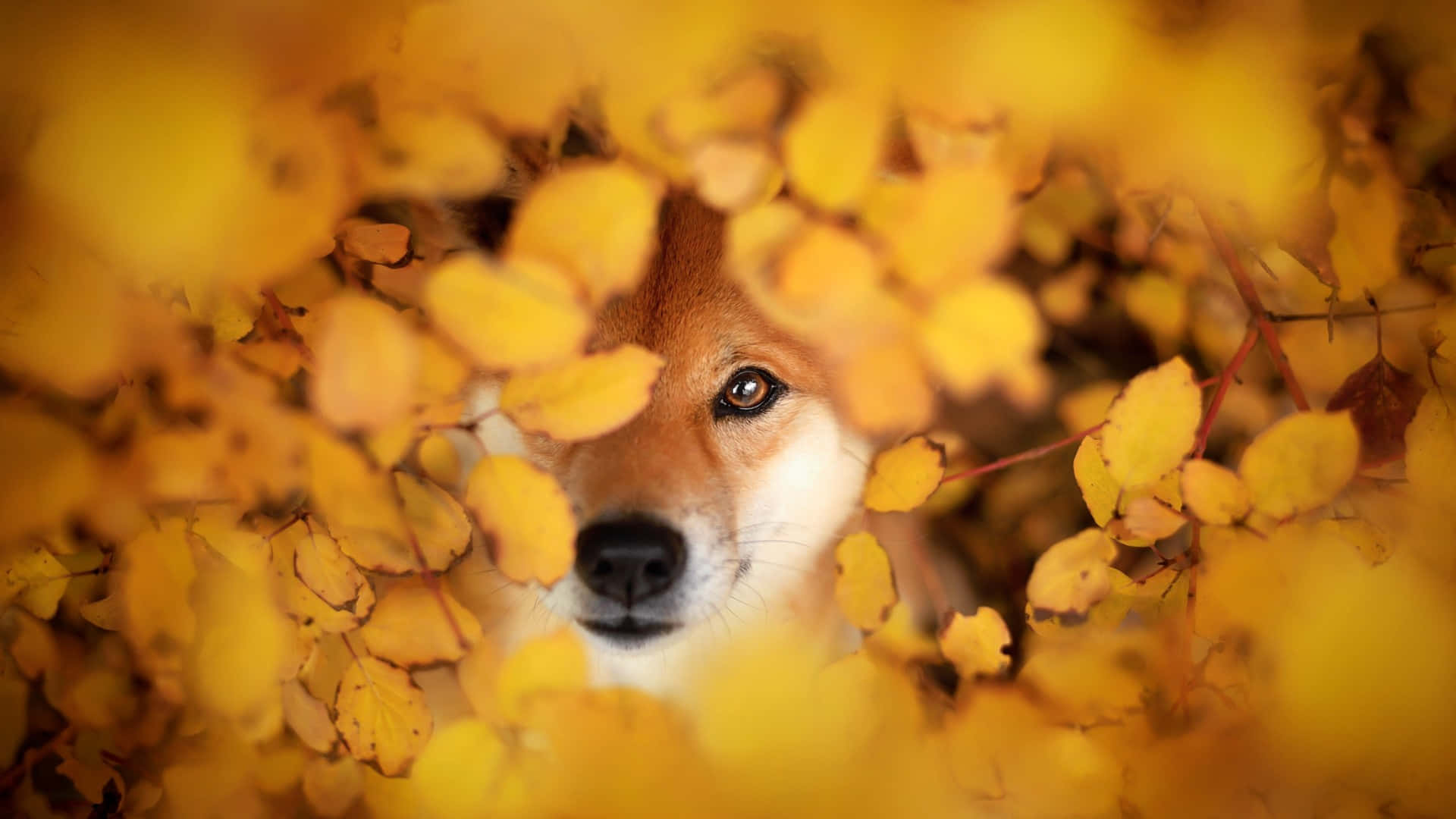 Shiba Inu, autumn leaves, golden autumn leaves, Full HD Desktop Wallpaper