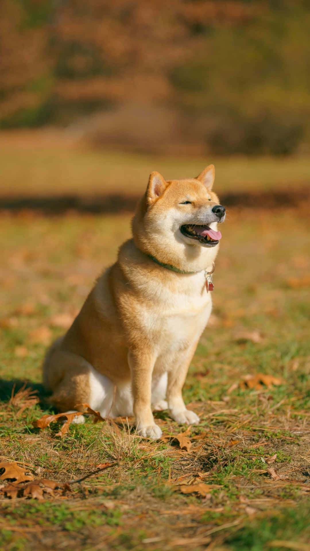 Shiba Inu, sunlit field, grass, Full HD Phone Wallpaper