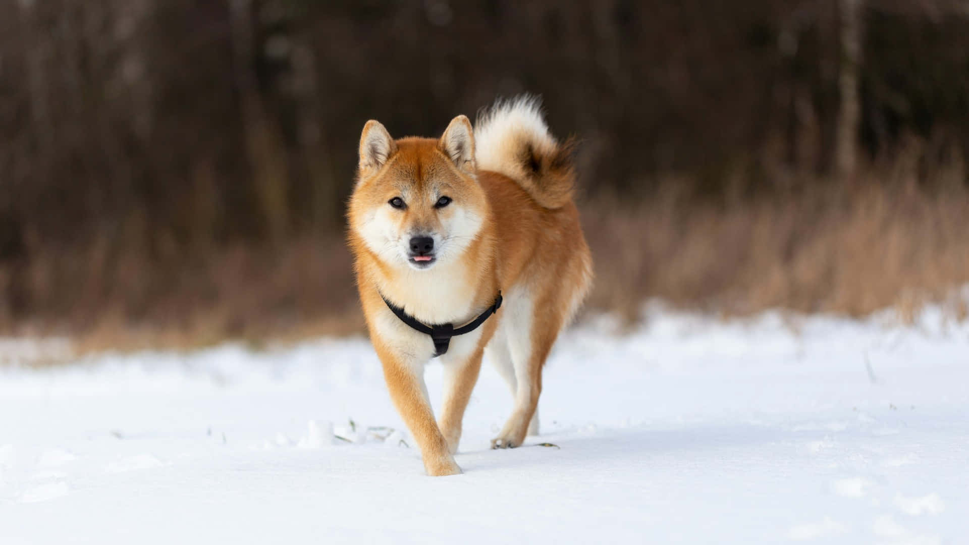 Shiba Inu, red fur, white markings, Full HD Desktop Wallpaper