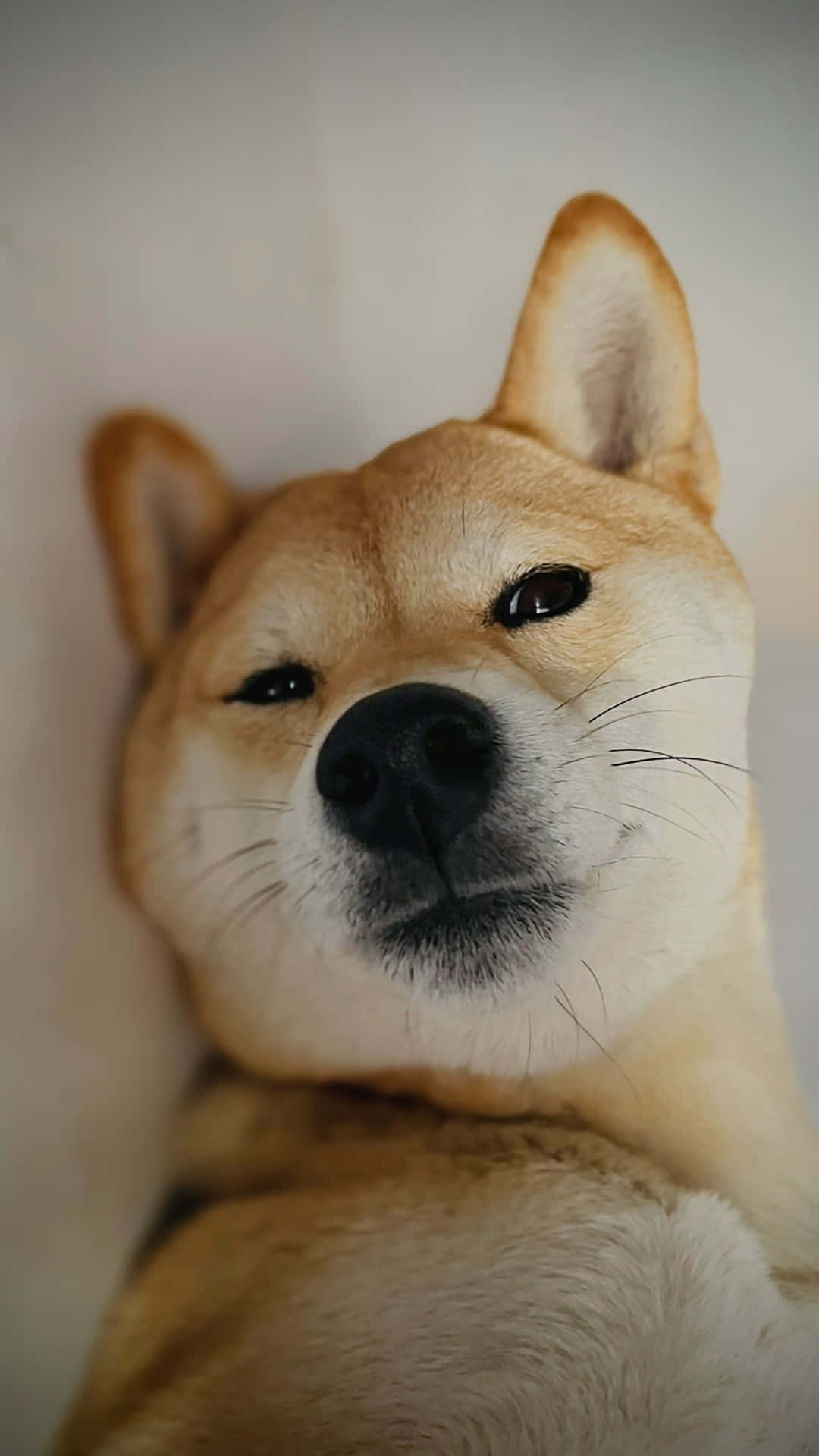 Shiba Inu, close-up portrait, calm expression, Full HD Phone Wallpaper
