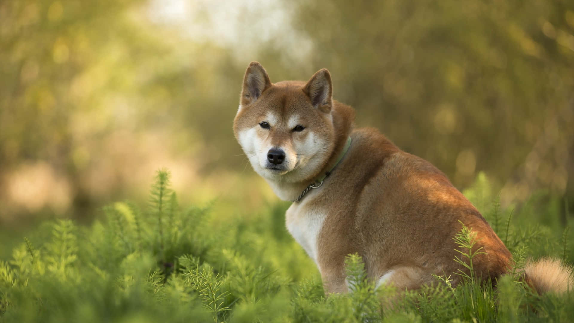 Shiba Inu, natural habitat, sunlit green grass, Full HD Desktop Wallpaper