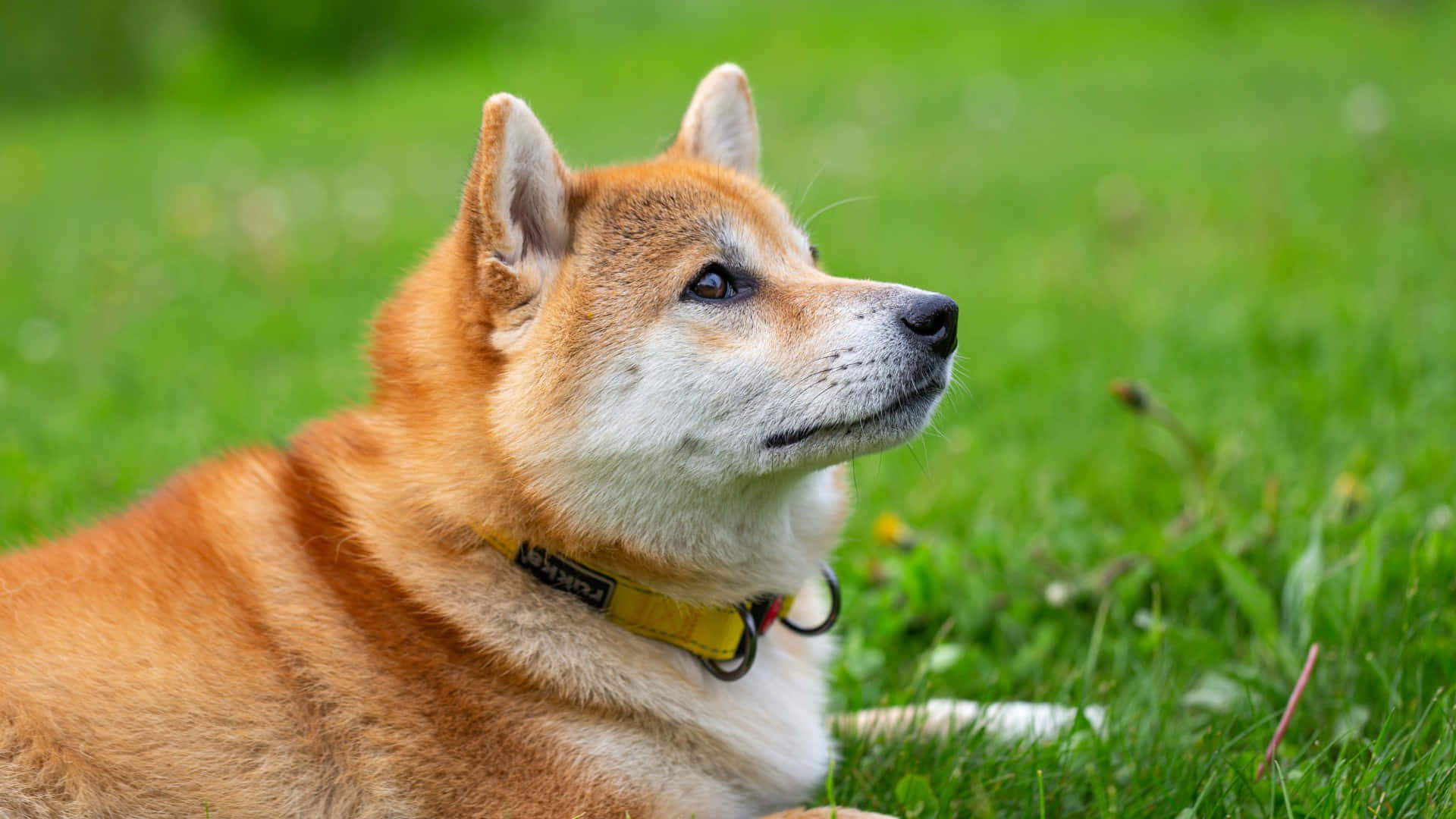 Shiba Inu, orange and white fur, vibrant green grass, Full HD Desktop Wallpaper
