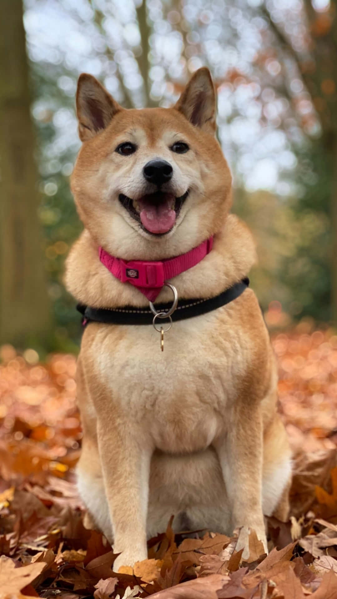 Shiba Inu, autumn leaves, pink collar, Full HD Phone Wallpaper