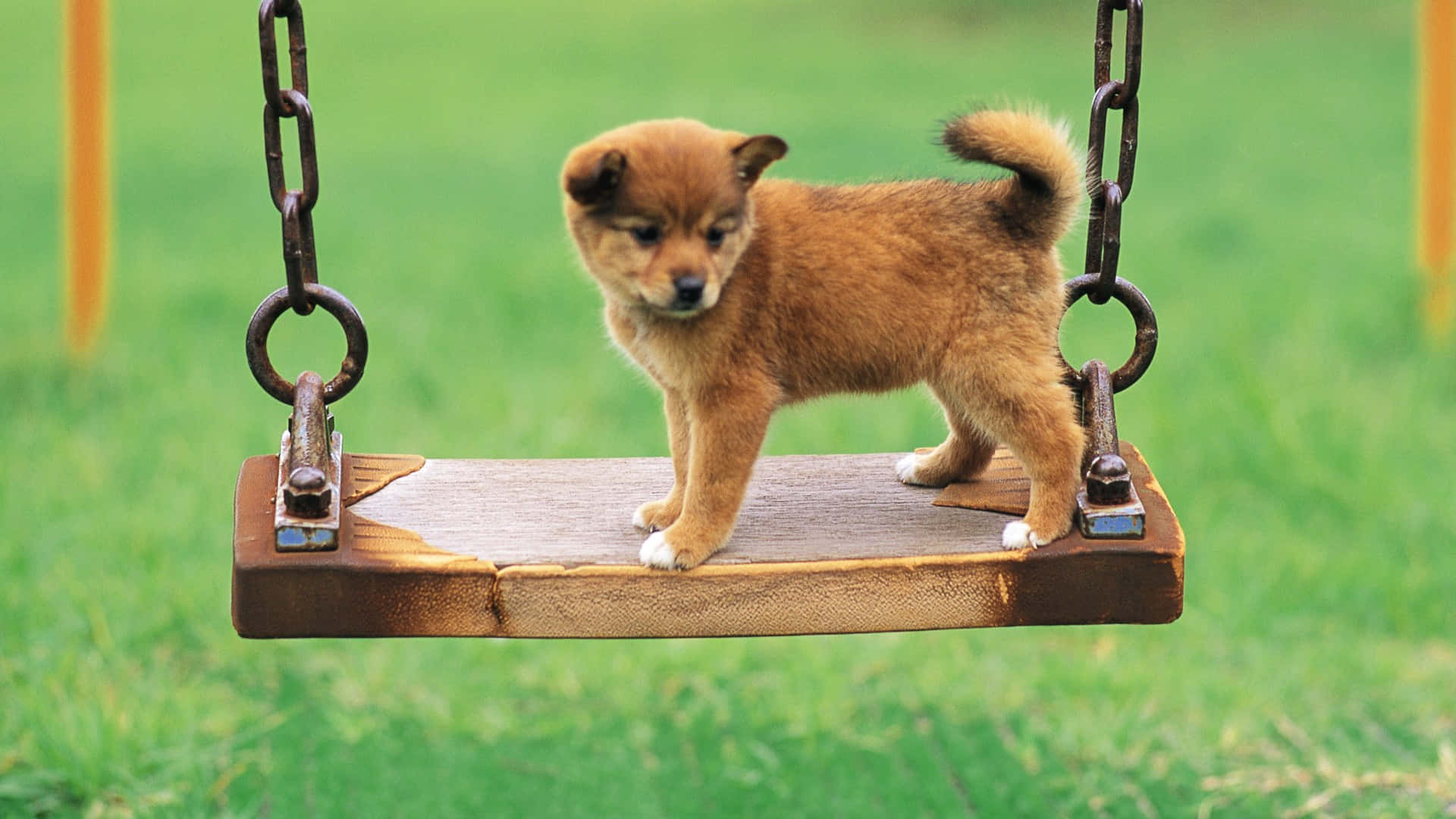 Shiba Inu, fluffy brown puppy, wooden swing, Full HD Desktop Wallpaper