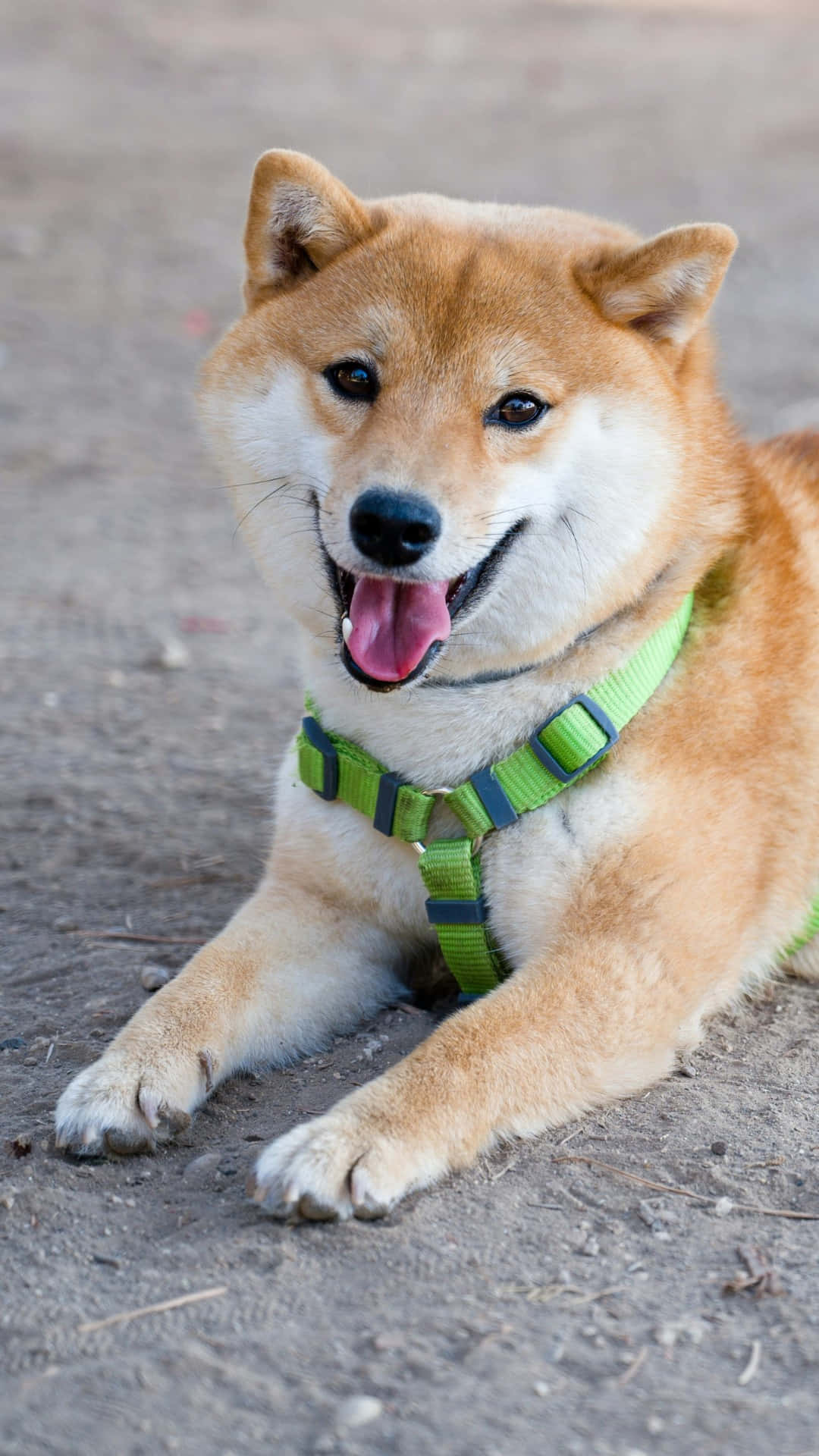 Shiba Inu, tan fur, green harness, Full HD Phone Wallpaper