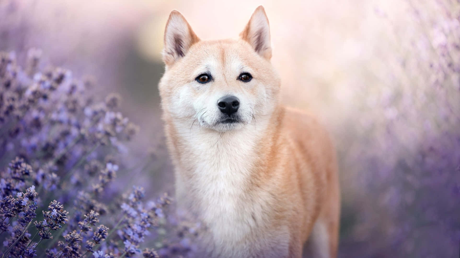Shiba Inu, lavender field, vibrant purple, Full HD Desktop Wallpaper