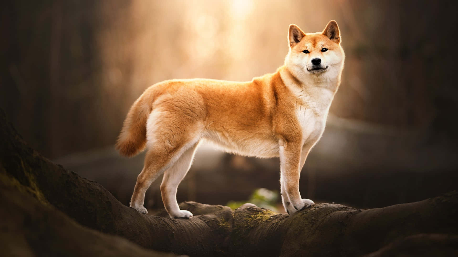 Shiba Inu, mossy log, golden sunlight, Full HD Desktop Wallpaper