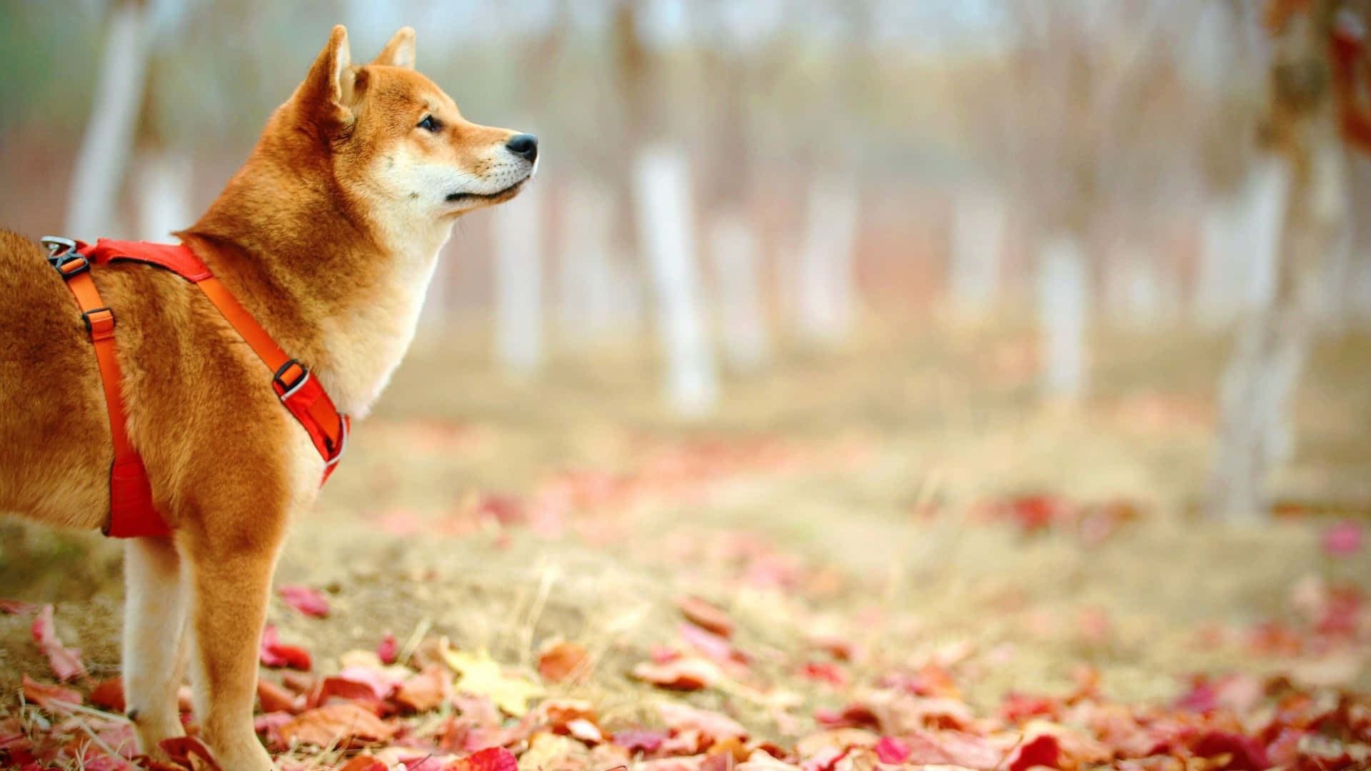 Shiba Inu, autumn forest, red harness, Full HD Desktop Wallpaper