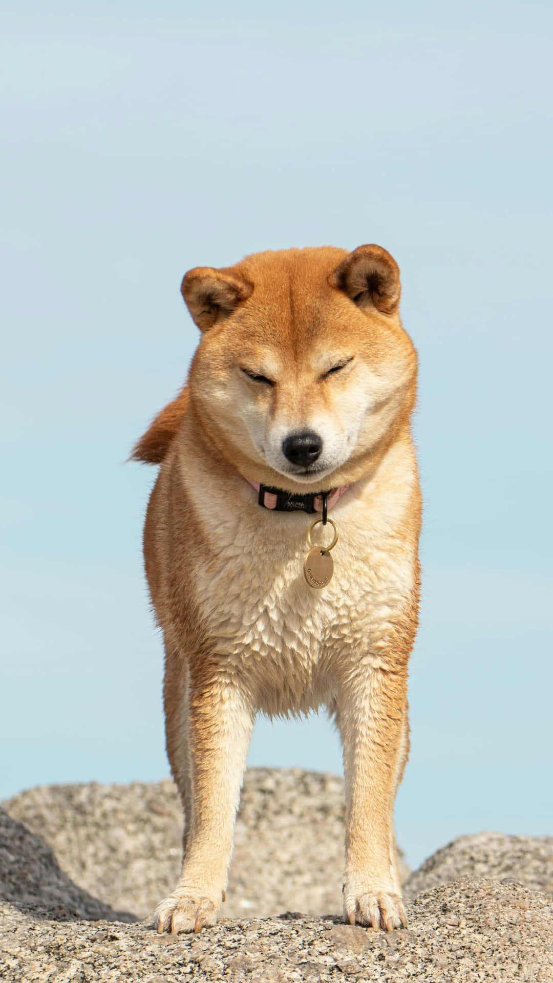 Shiba Inu, amber fur, rocky terrain, Full HD Phone Wallpaper