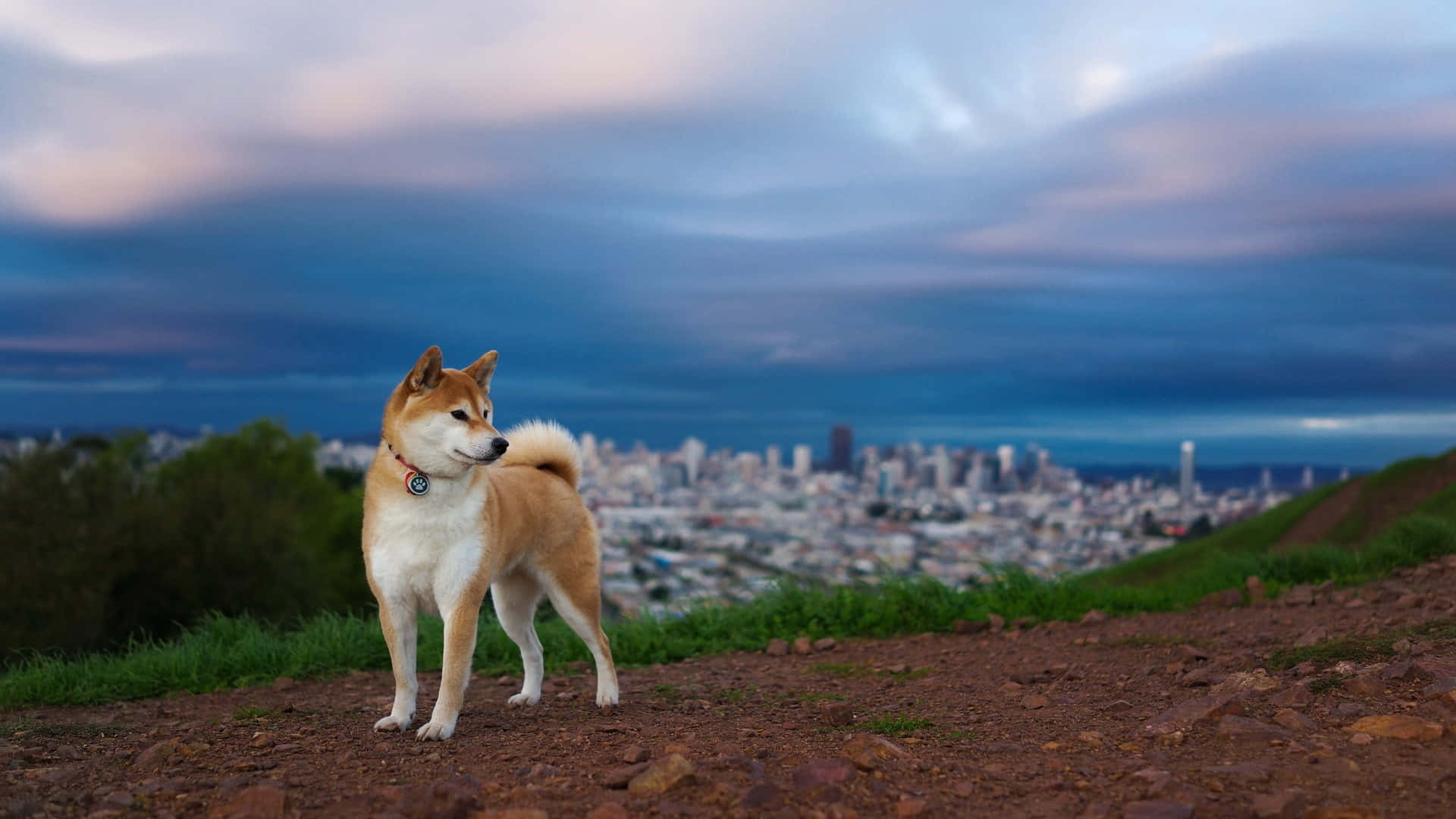 Shiba Inu, cityscape, dirt hilltop, Full HD Desktop Wallpaper