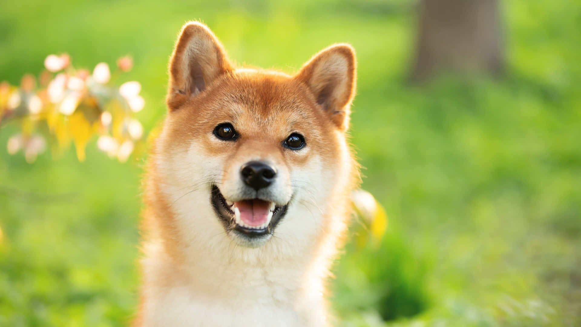 Shiba Inu, outdoors, soft green grassy background, Full HD Desktop Wallpaper