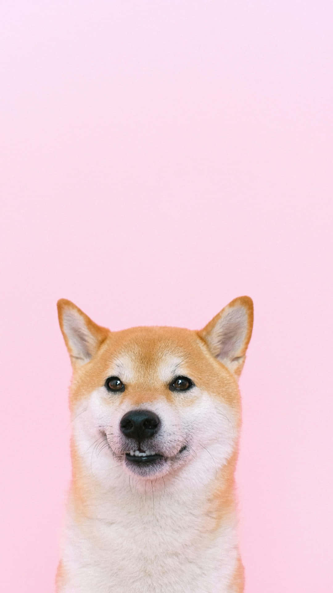 Shiba Inu, happy expression, solid pink background, Full HD Phone Wallpaper