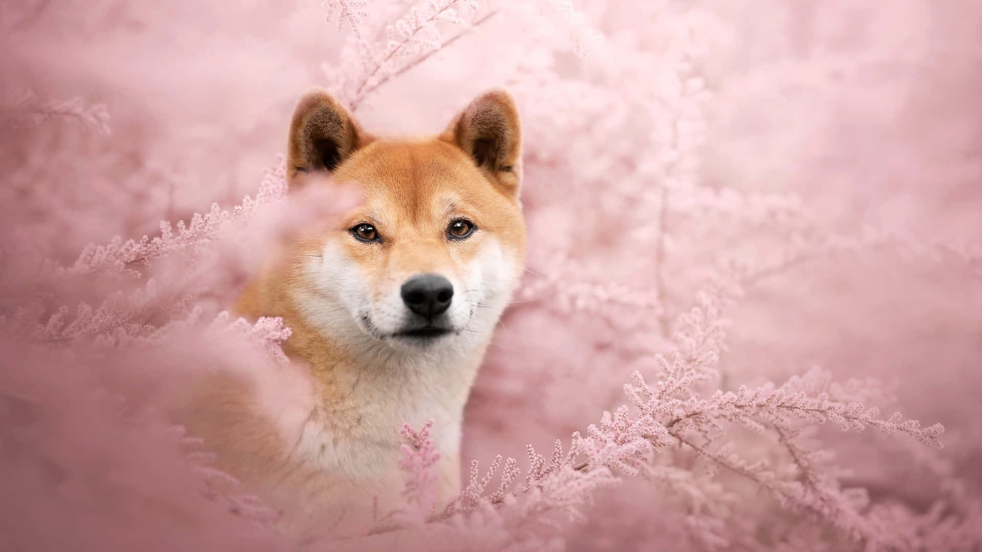 Shiba Inu, pink blossoms, amber eyes, Full HD Desktop Wallpaper